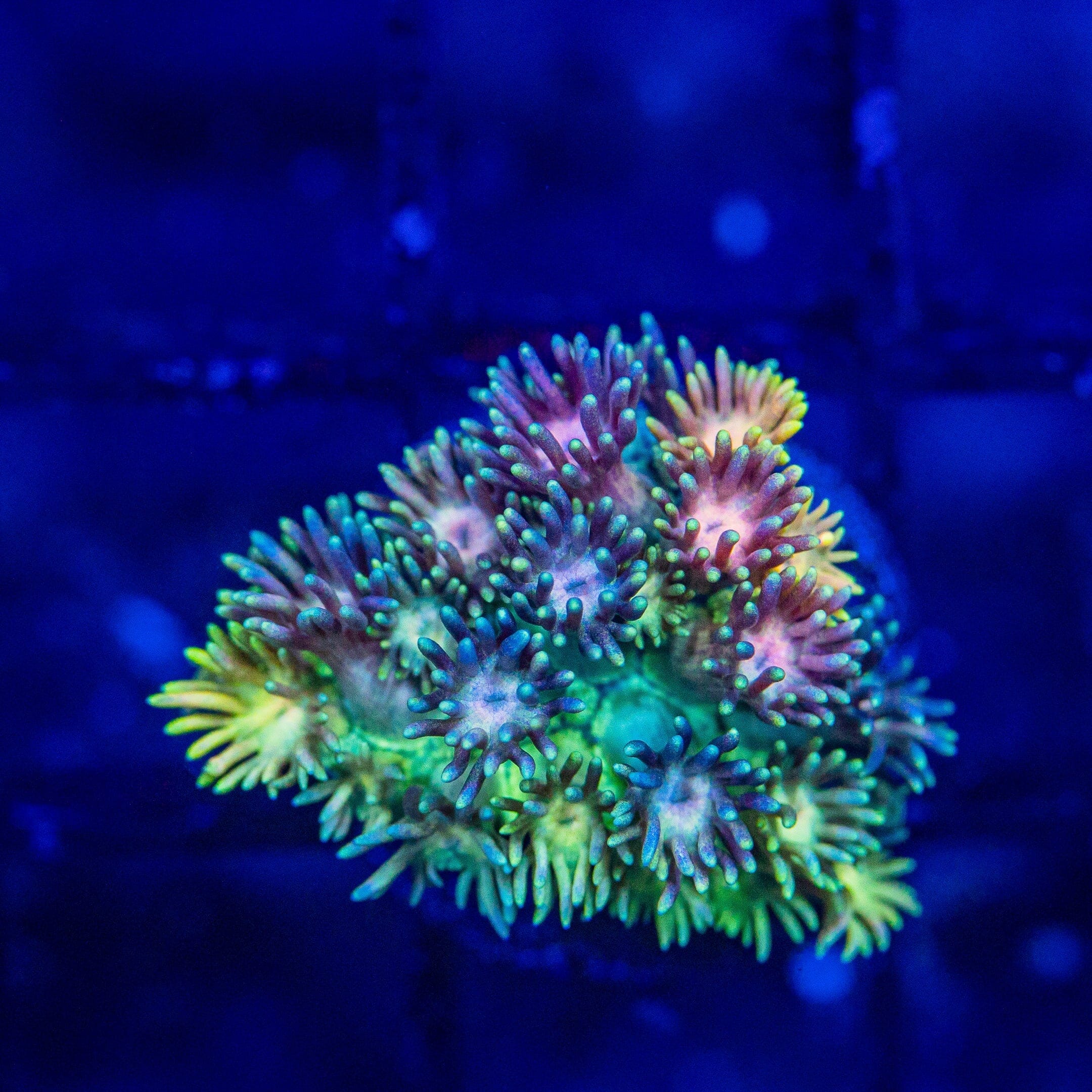 Micro Goniopora - WYSIWYG Frag Reef Lounge Norco 