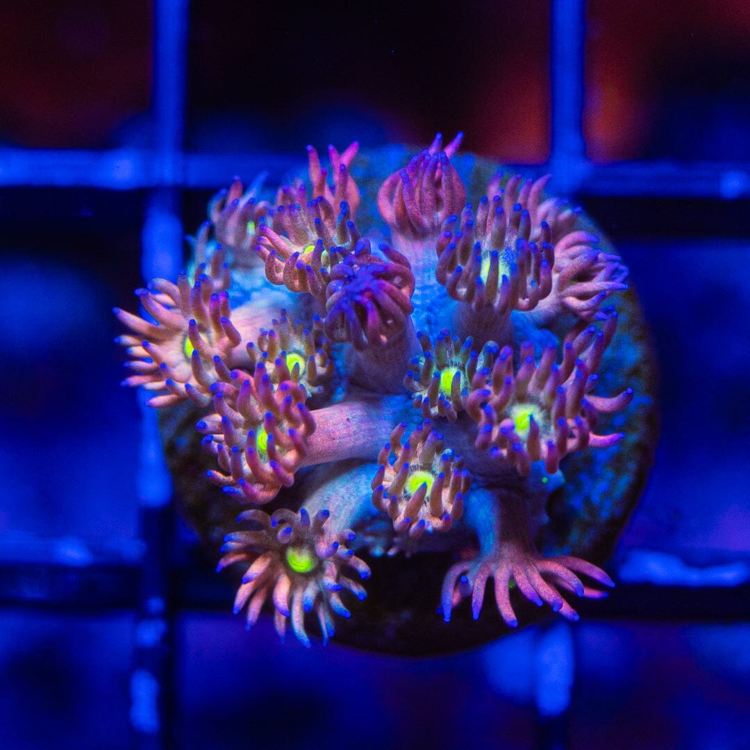 Micro Goniopora - WYSIWYG Frag Reef Lounge Norco 