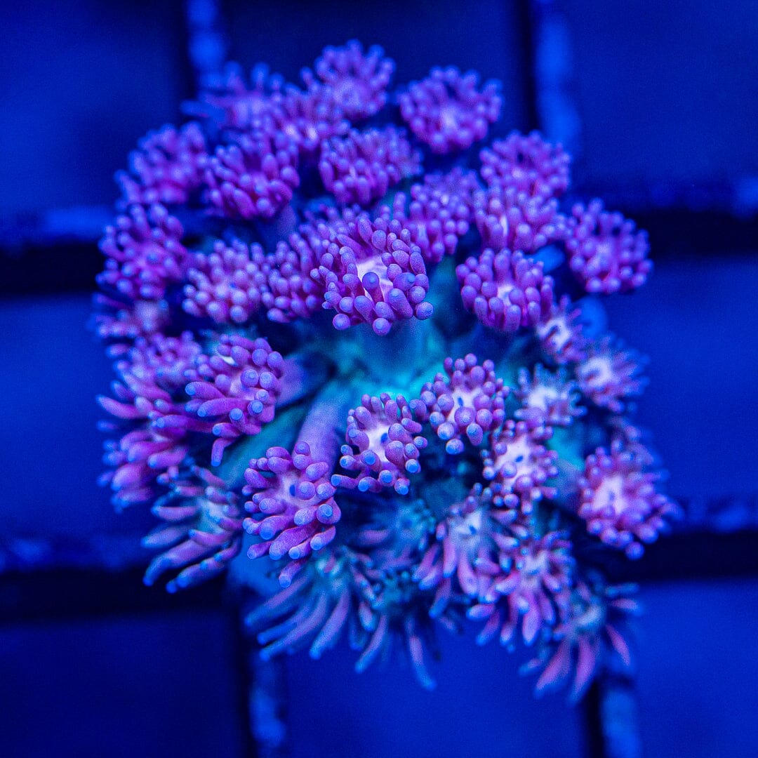 Micro Goniopora - WYSIWYG Frag Reef Lounge Norco 