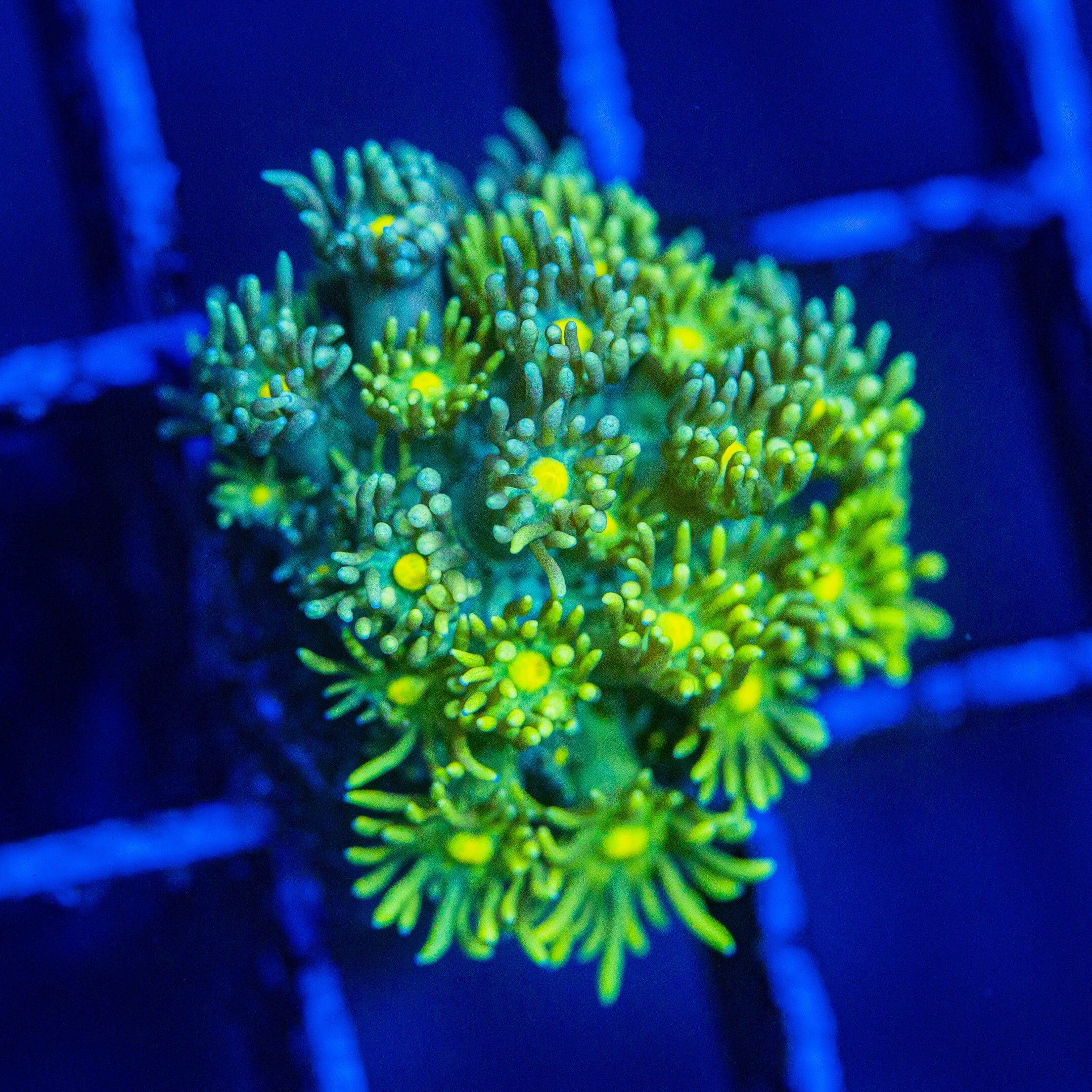 Micro Goniopora - WYSIWYG Frag Reef Lounge Norco 