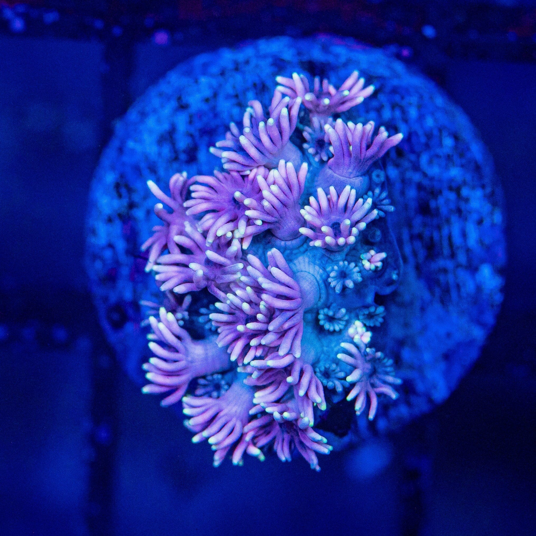 Micro Goniopora - WYSIWYG Frag Reef Lounge Norco 