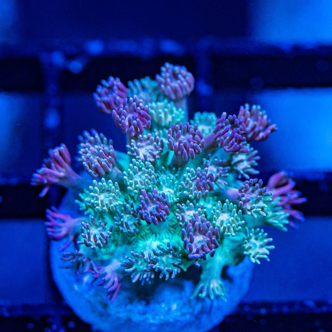 Micro Goniopora - WYSIWYG Frag Reef Lounge Norco 