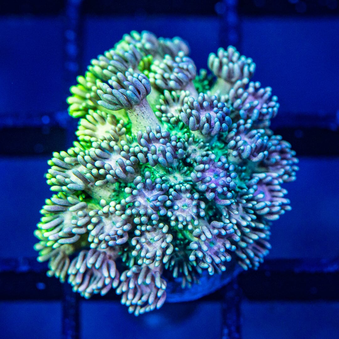 Micro Goniopora - WYSIWYG Frag Reef Lounge Norco 