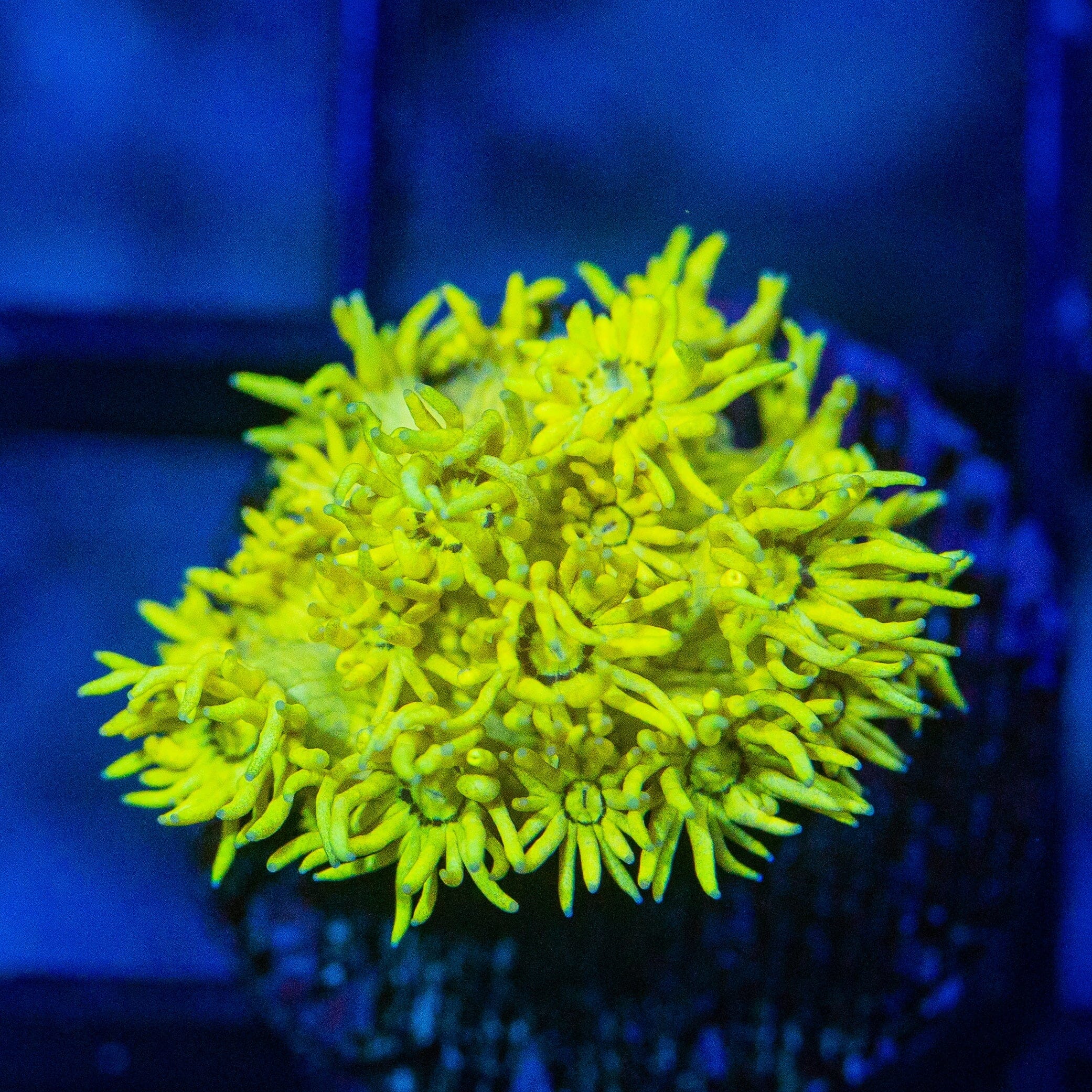 Micro Goniopora - WYSIWYG Frag Reef Lounge Norco 