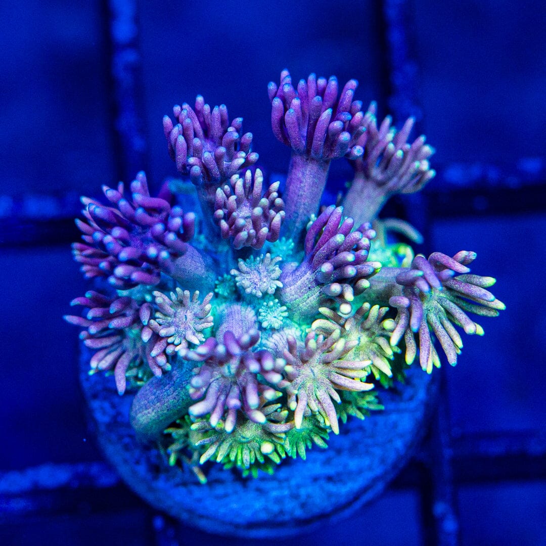 Micro Goniopora - WYSIWYG Frag Reef Lounge Norco 