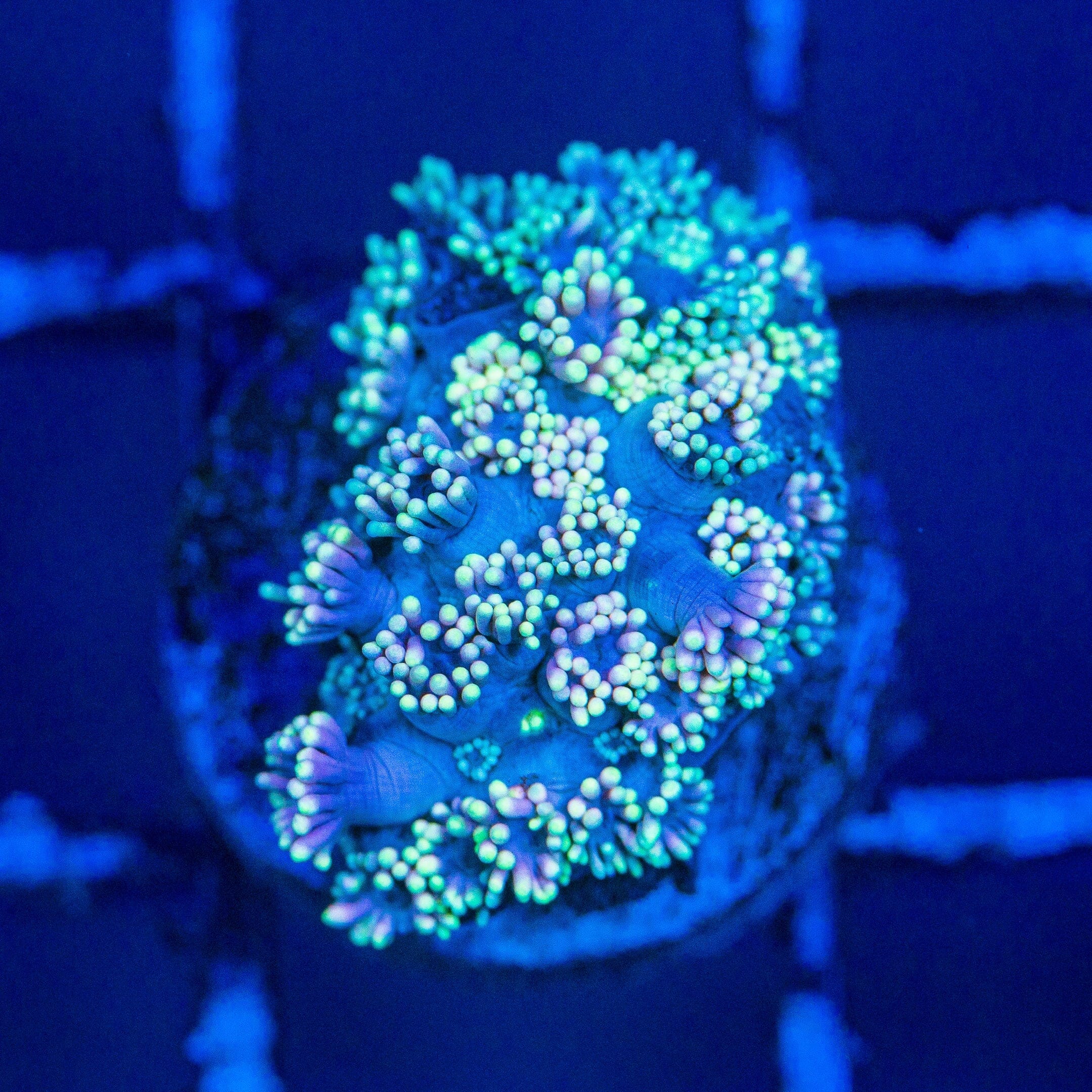 Micro Goniopora - WYSIWYG Frag Reef Lounge Norco 