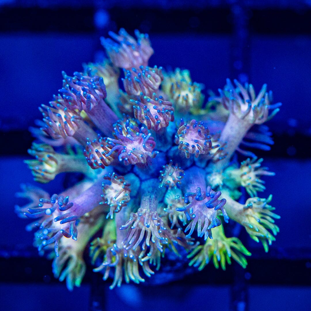 Micro Goniopora - WYSIWYG Frag Reef Lounge Norco 