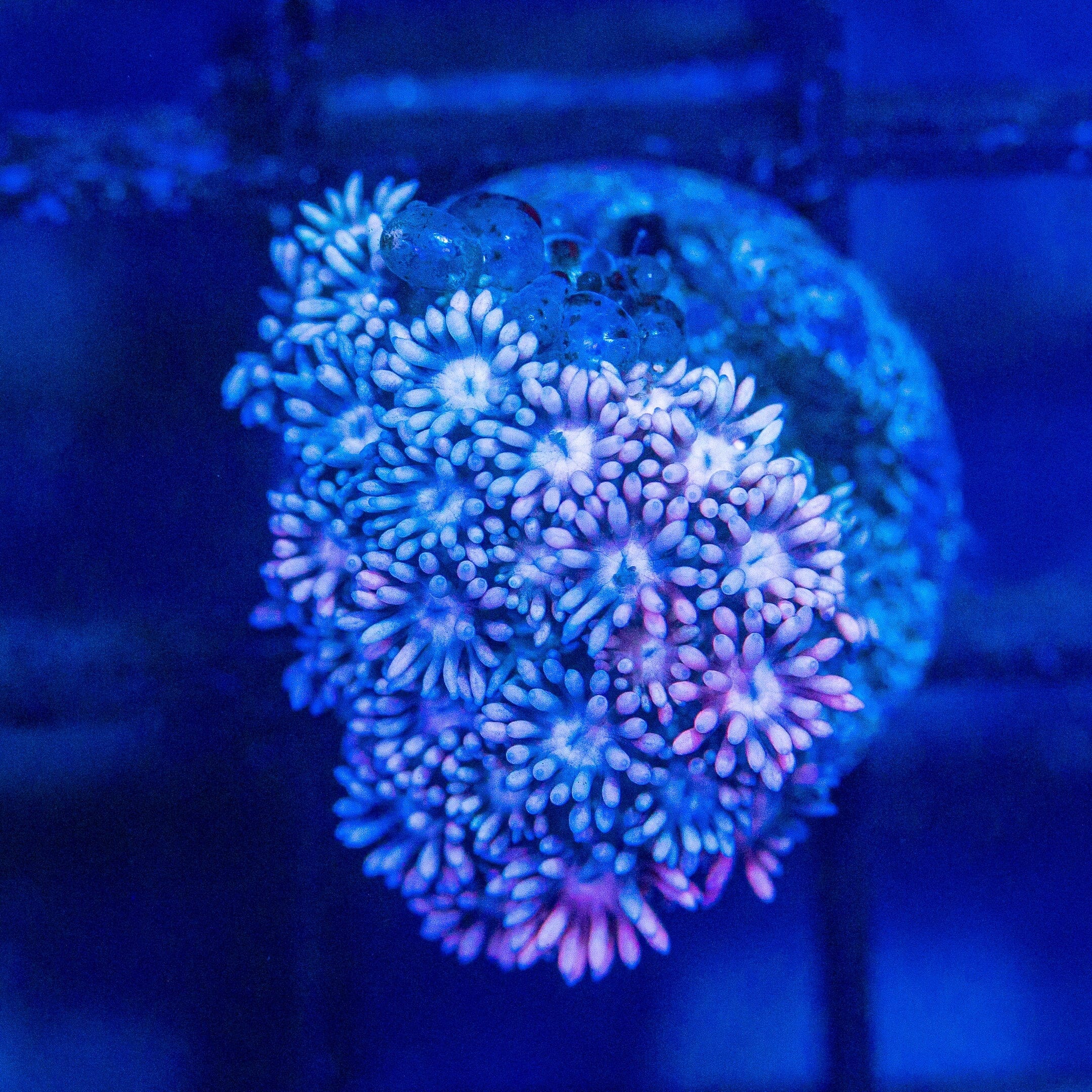 Micro Goniopora - WYSIWYG Frag Reef Lounge Norco 