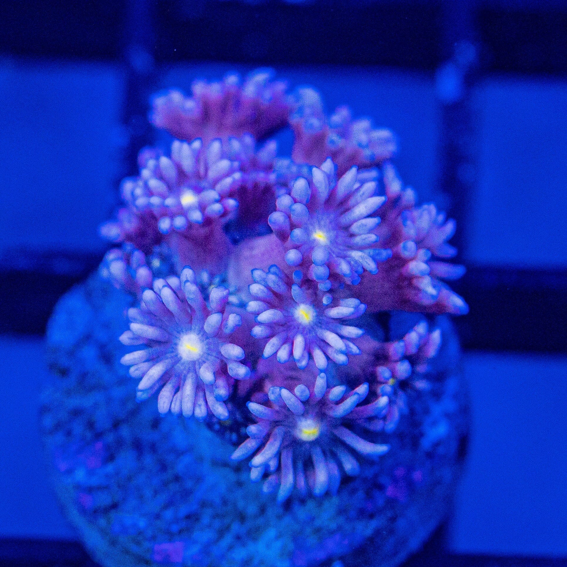 Micro Goniopora - WYSIWYG Frag Reef Lounge Norco 