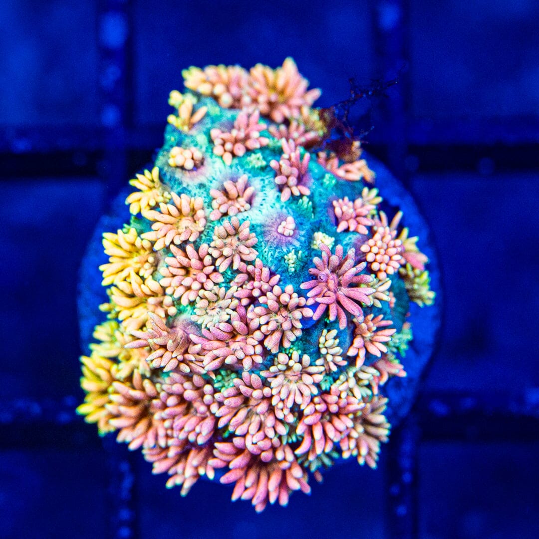 Micro Goniopora - WYSIWYG Frag Reef Lounge Norco 