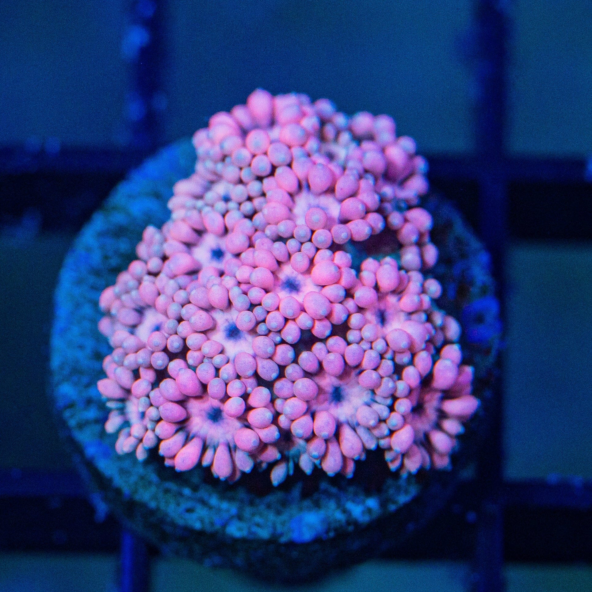 Micro Goniopora - WYSIWYG Frag Reef Lounge Norco 