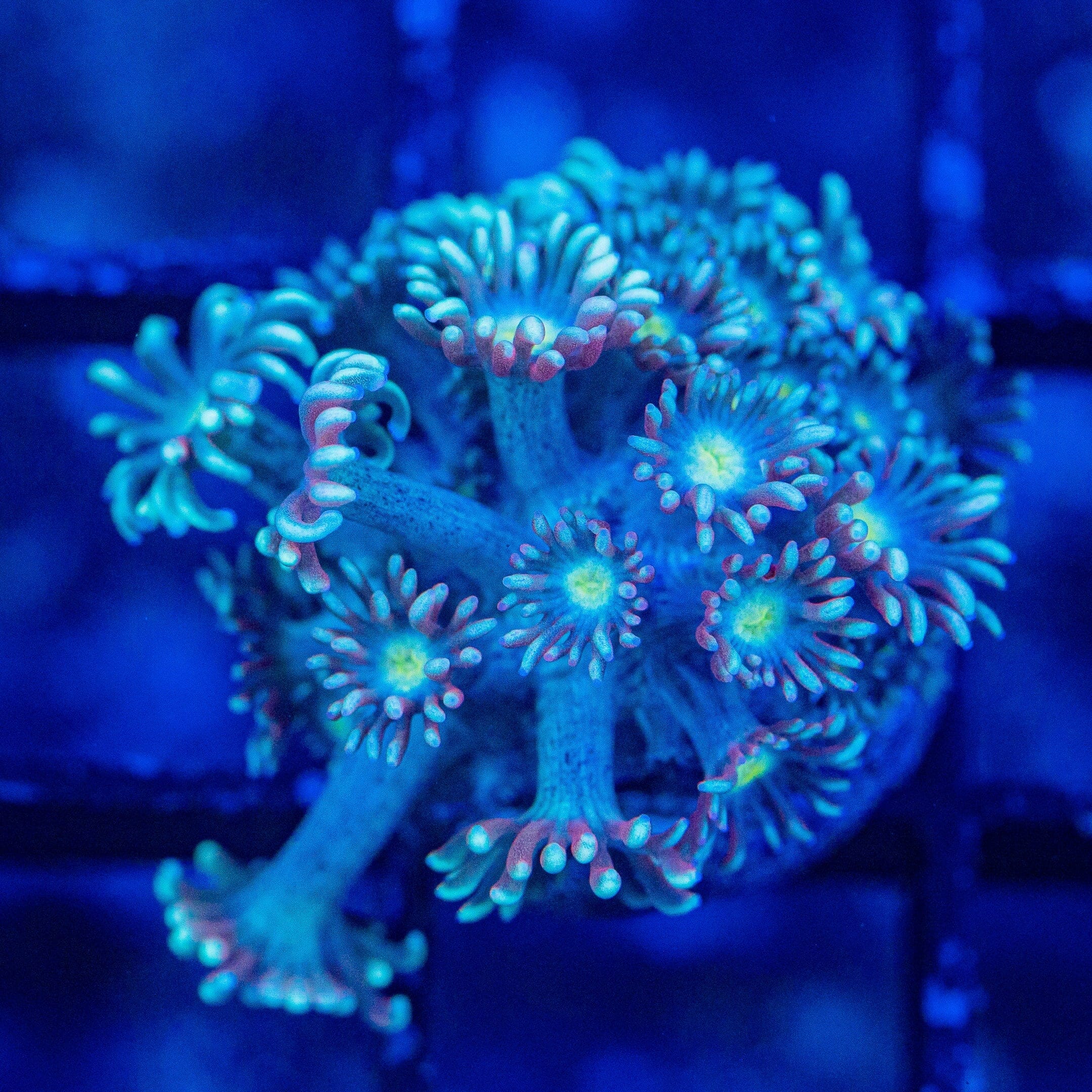 Micro Goniopora - WYSIWYG Frag Reef Lounge Norco 