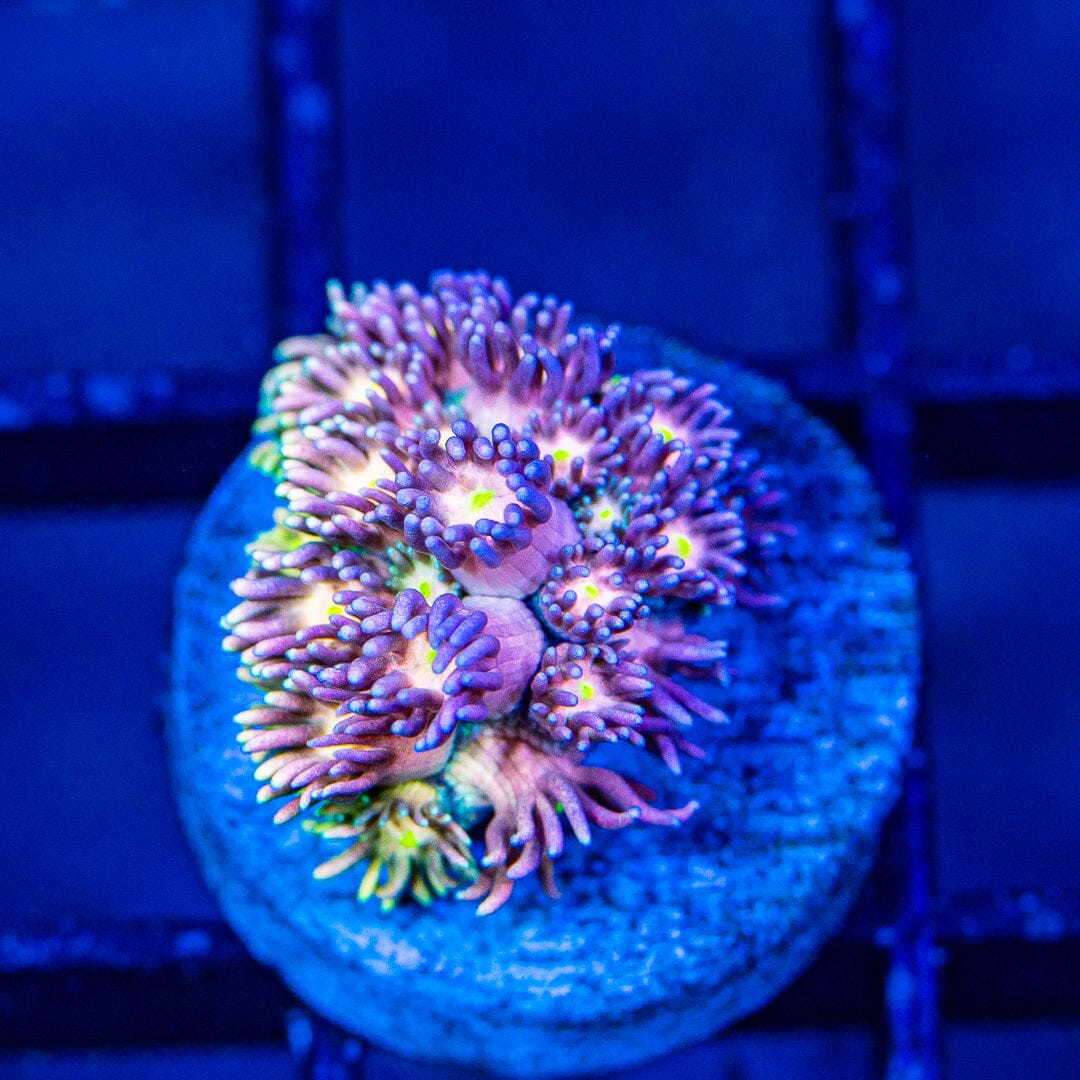 Micro Goniopora - WYSIWYG Frag Reef Lounge Norco 