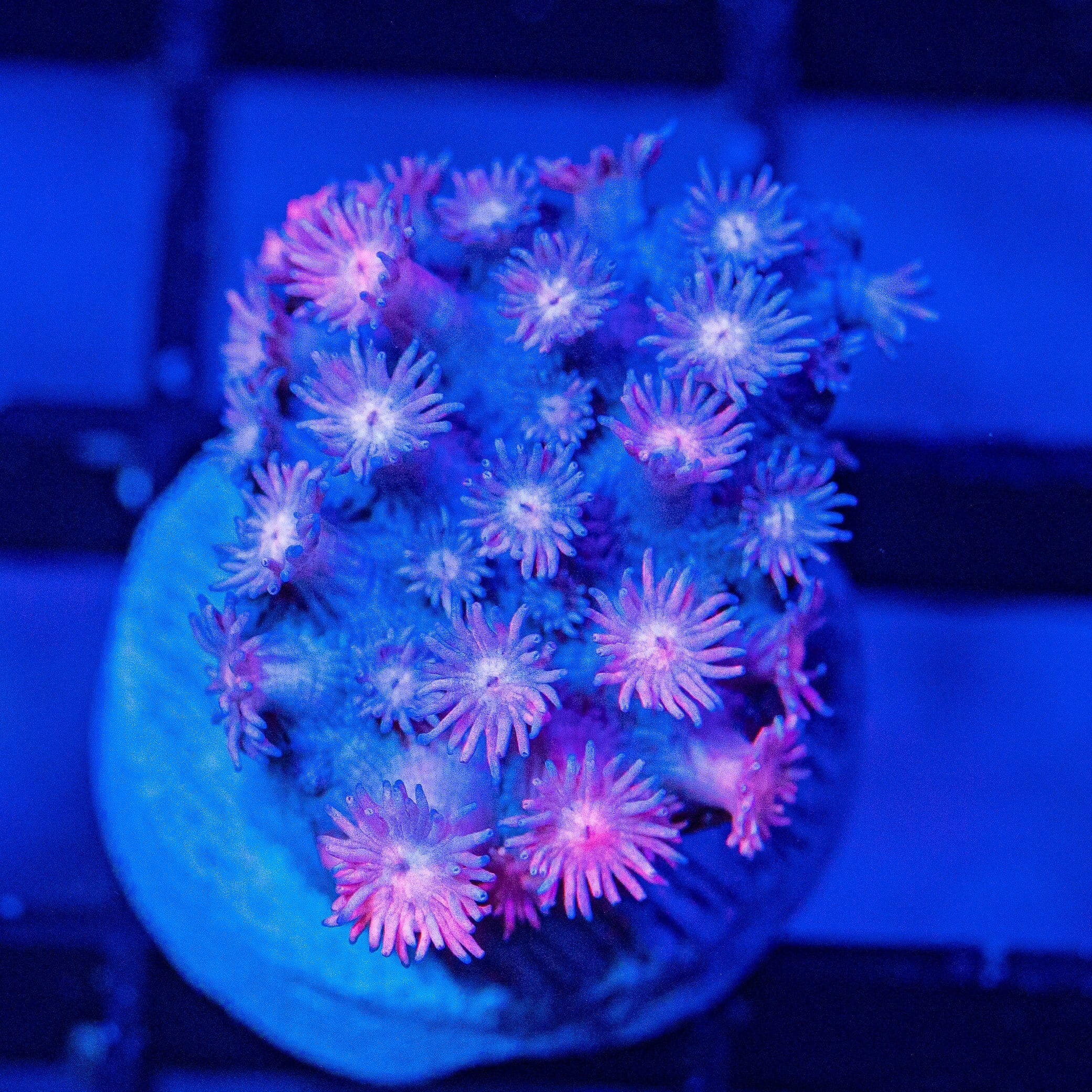 Micro Goniopora - WYSIWYG Frag Reef Lounge Norco 