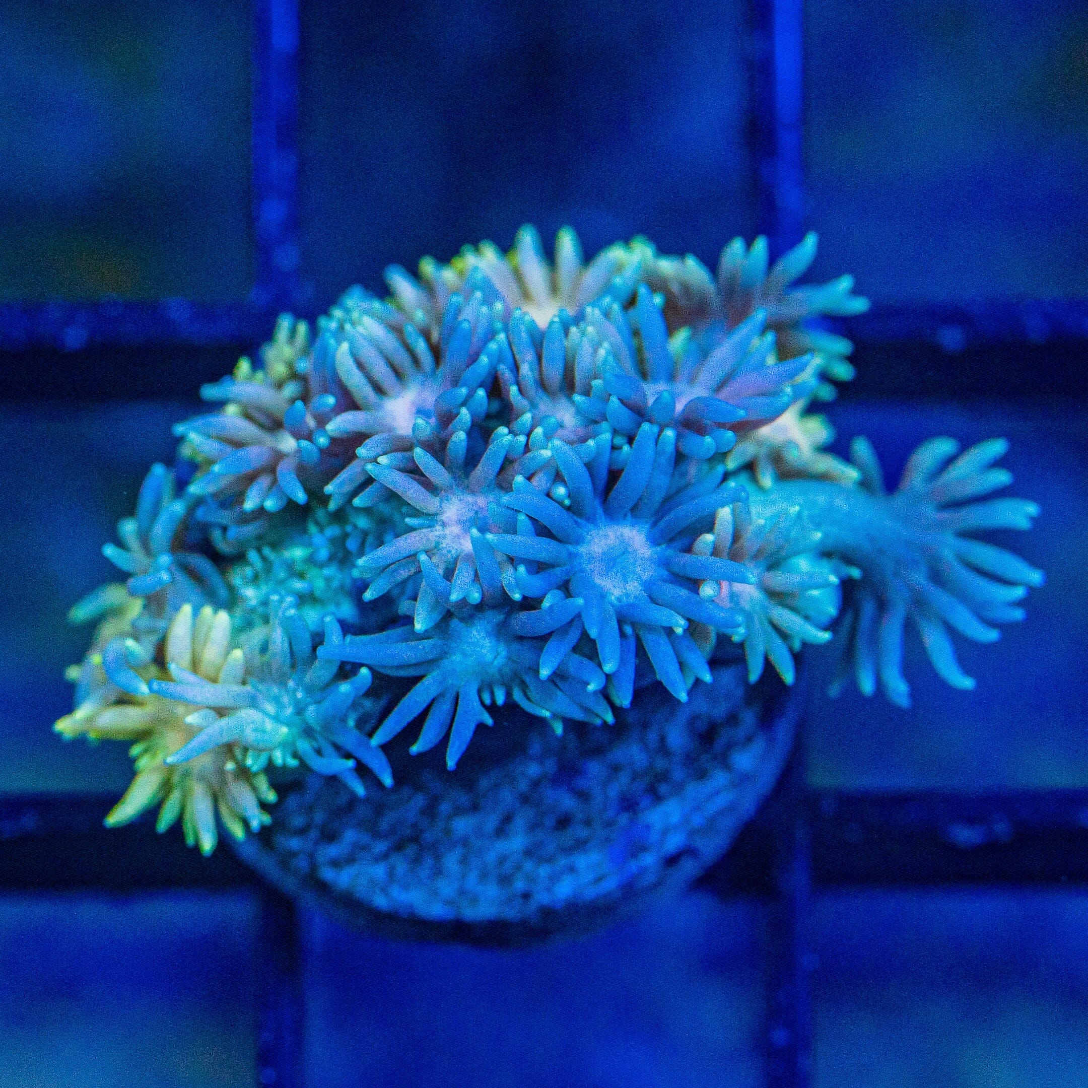 Micro Goniopora - WYSIWYG Frag Reef Lounge Norco 