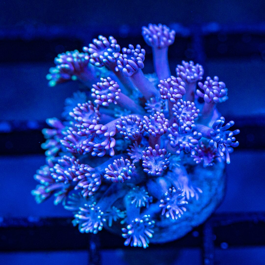 Micro Goniopora - WYSIWYG Frag Reef Lounge Norco 