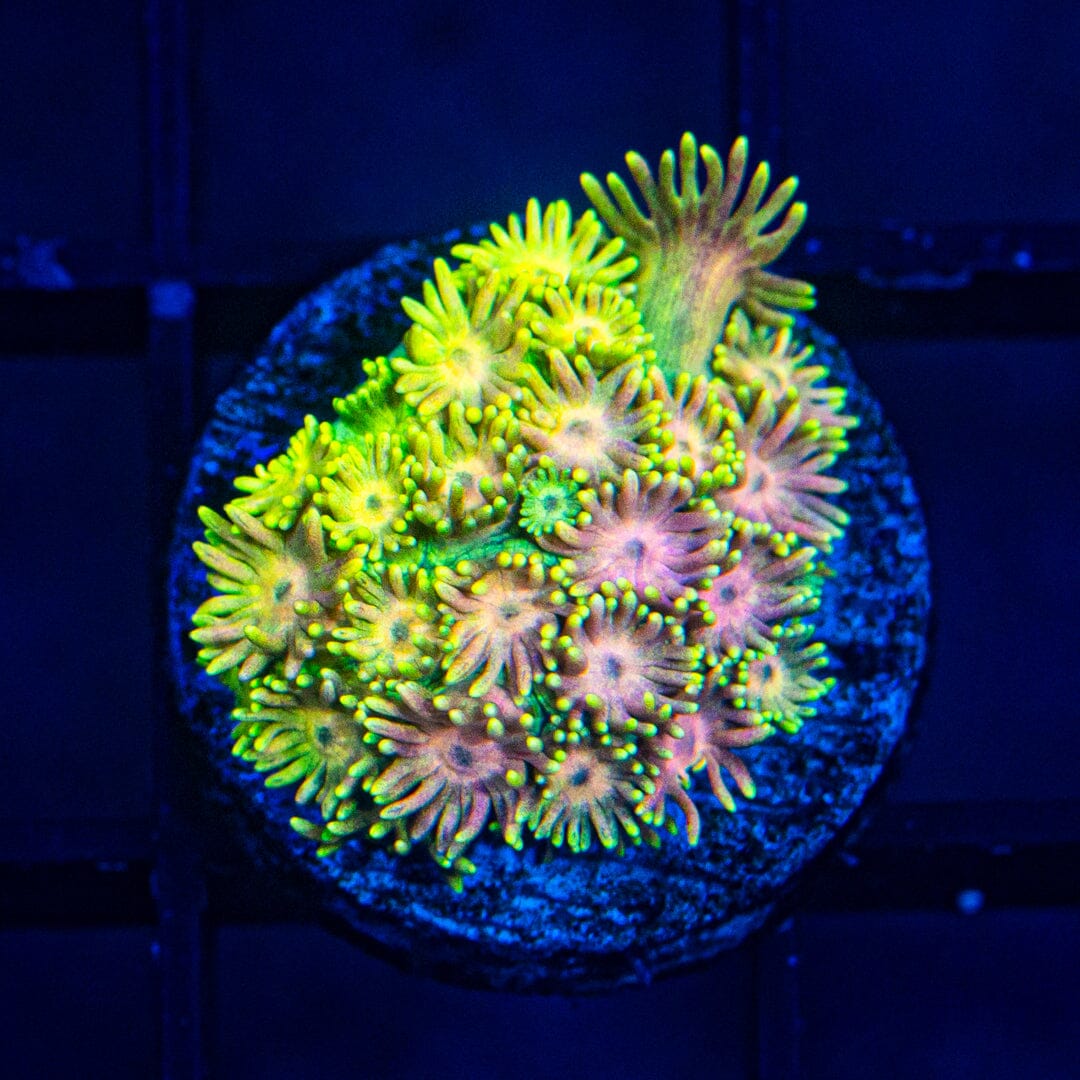 Micro Goniopora - WYSIWYG Frag Reef Lounge Norco 