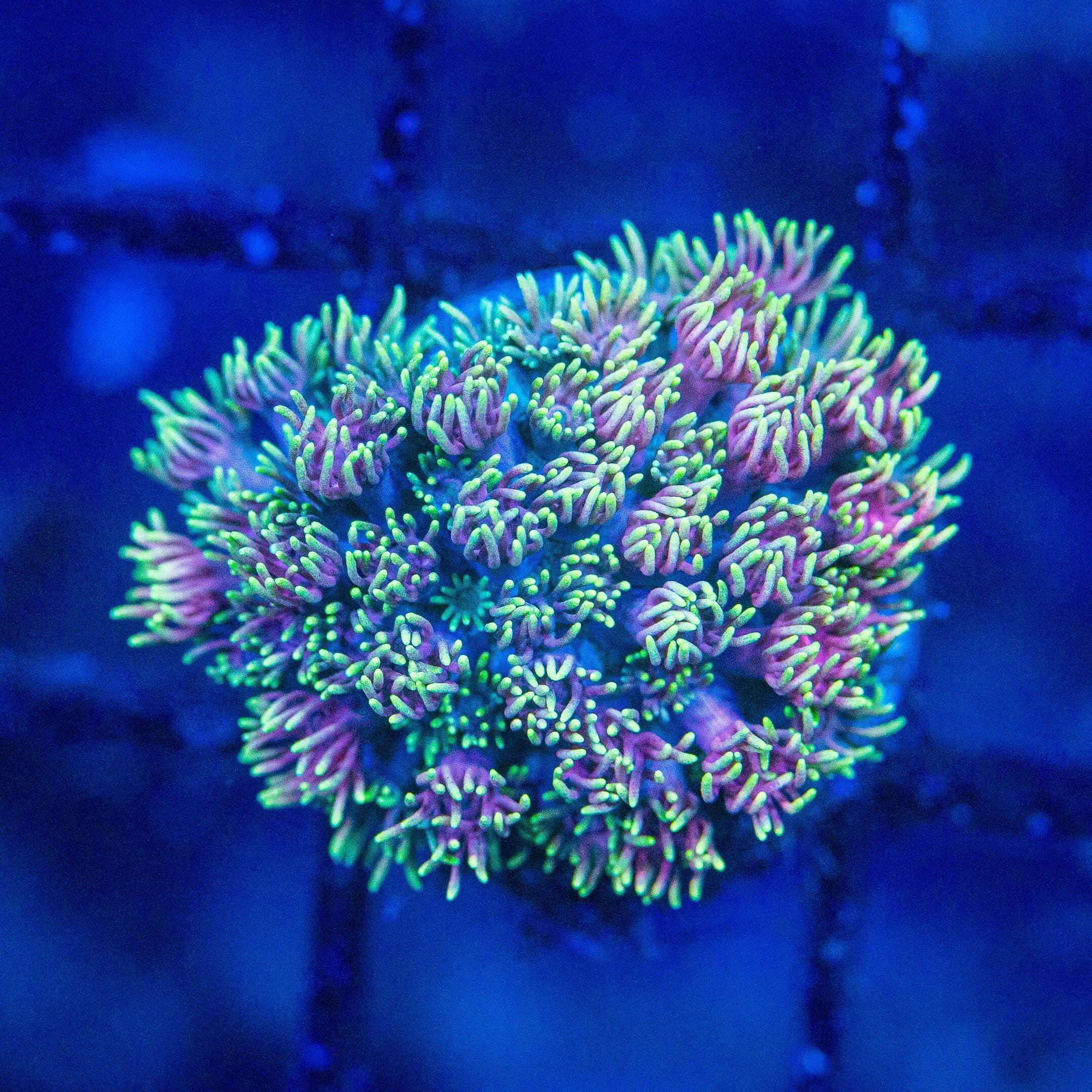 Micro Goniopora - WYSIWYG Frag Reef Lounge Norco 