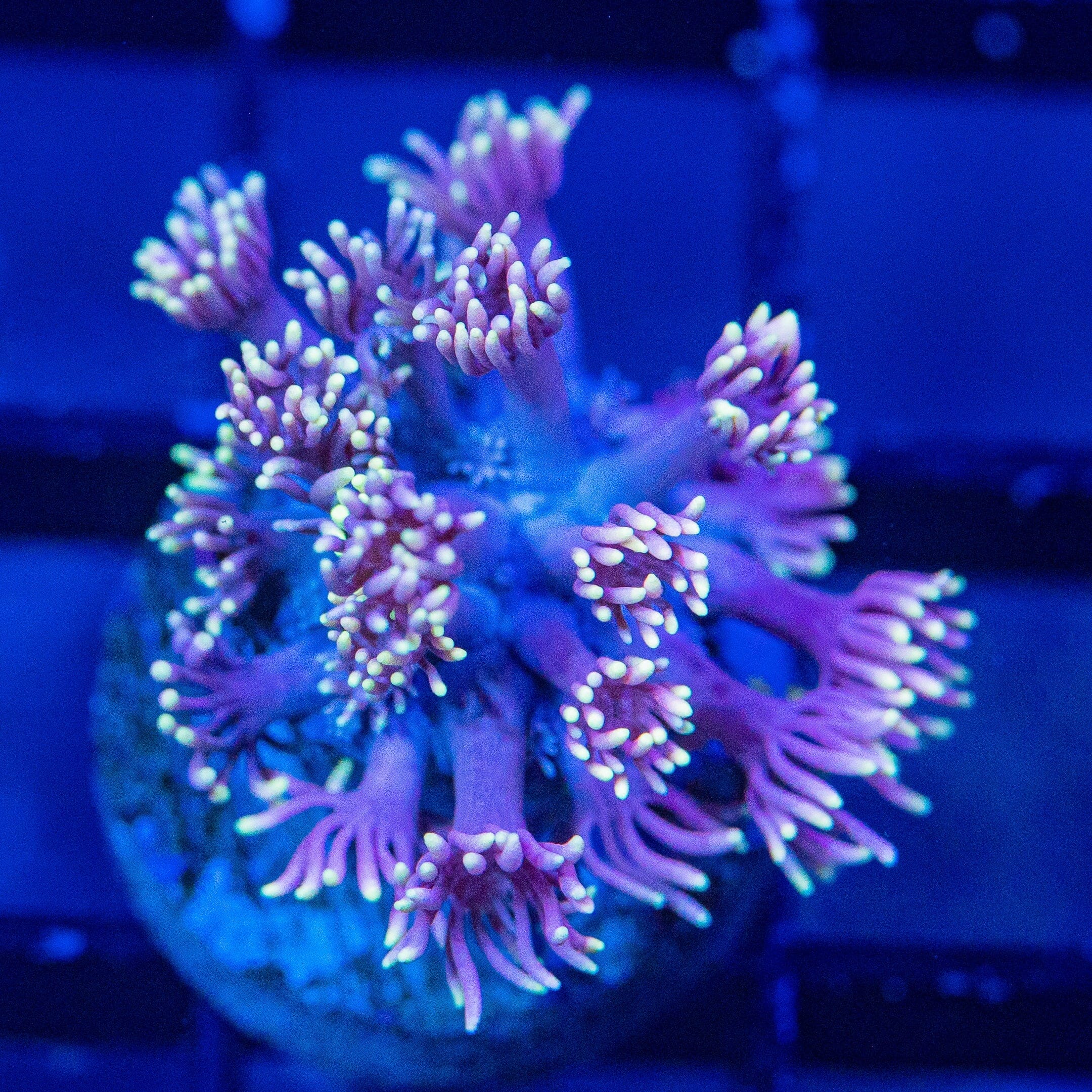 Micro Goniopora - WYSIWYG Frag Reef Lounge Norco 