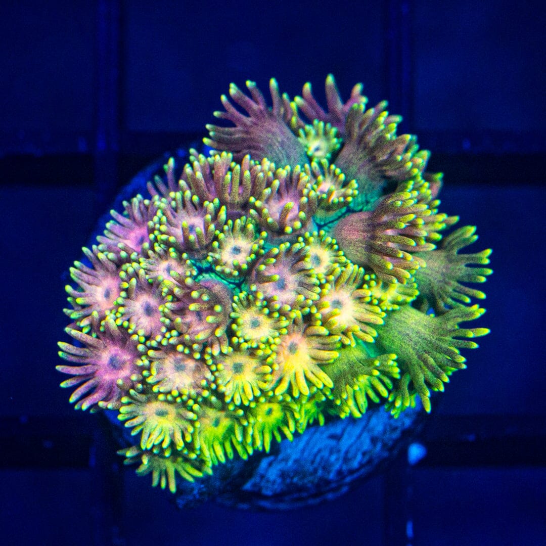 Micro Goniopora - WYSIWYG Frag Reef Lounge Norco 