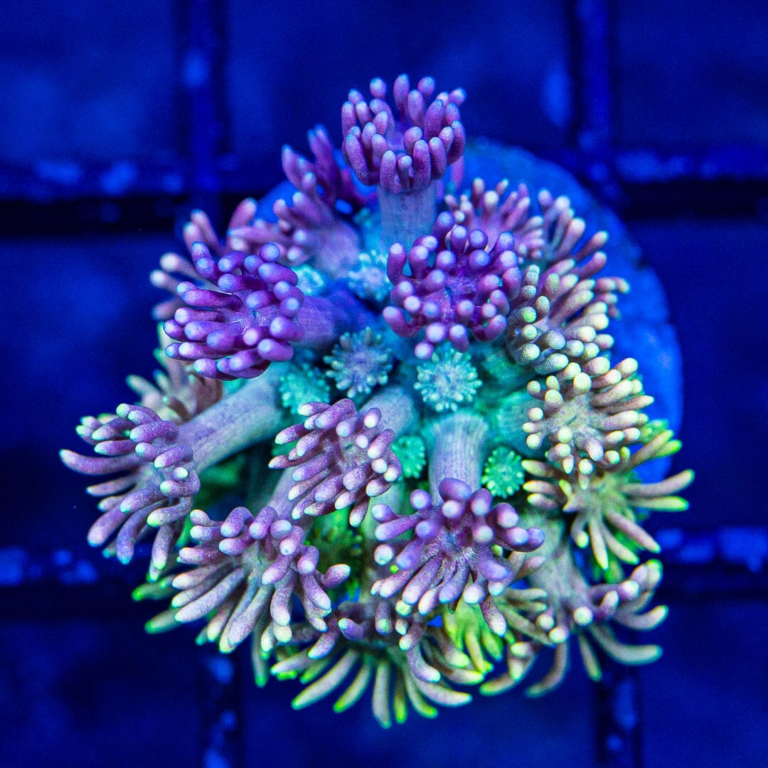 Micro Goniopora - WYSIWYG Frag Reef Lounge Norco 