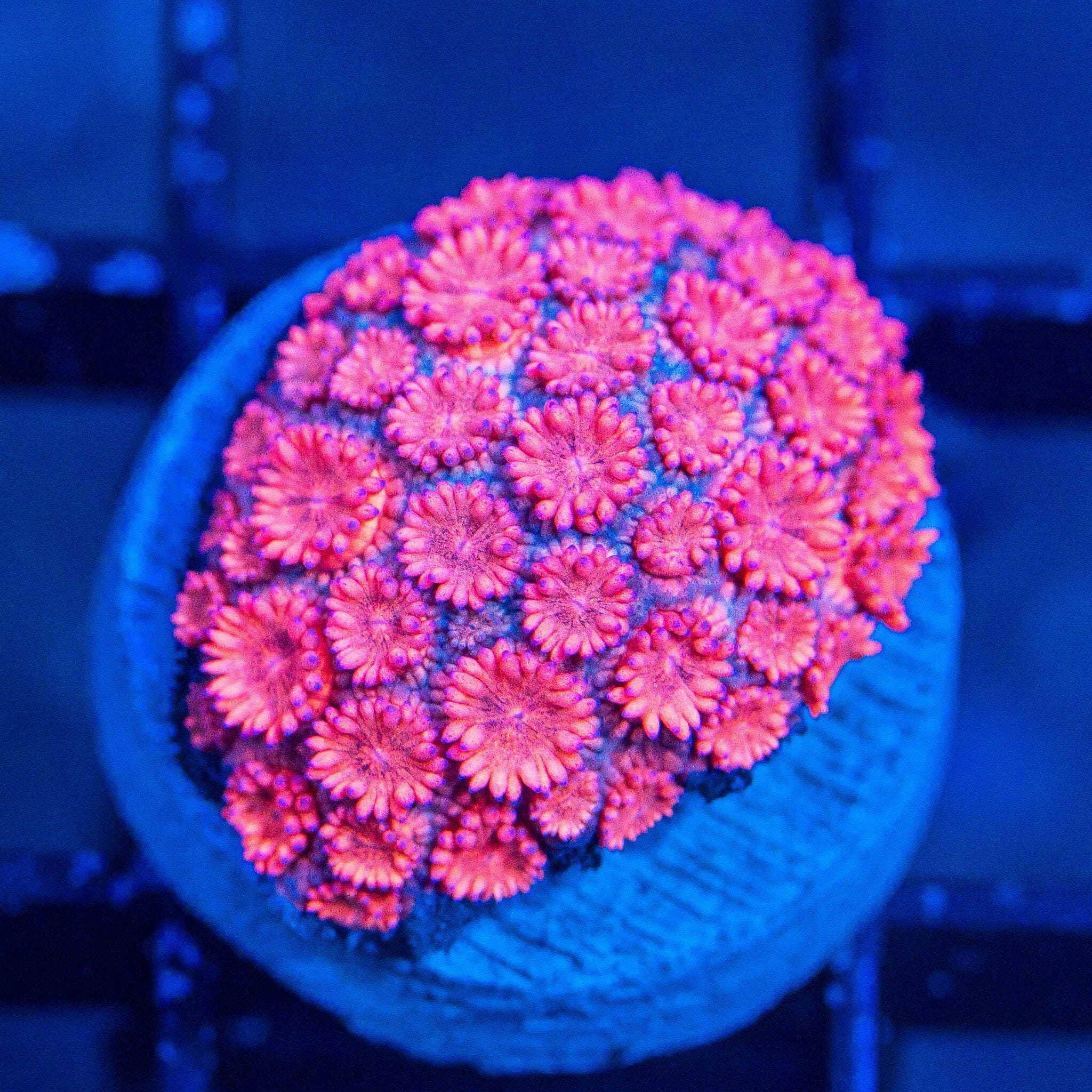 Micro Goniopora - WYSIWYG Frag Reef Lounge Norco 