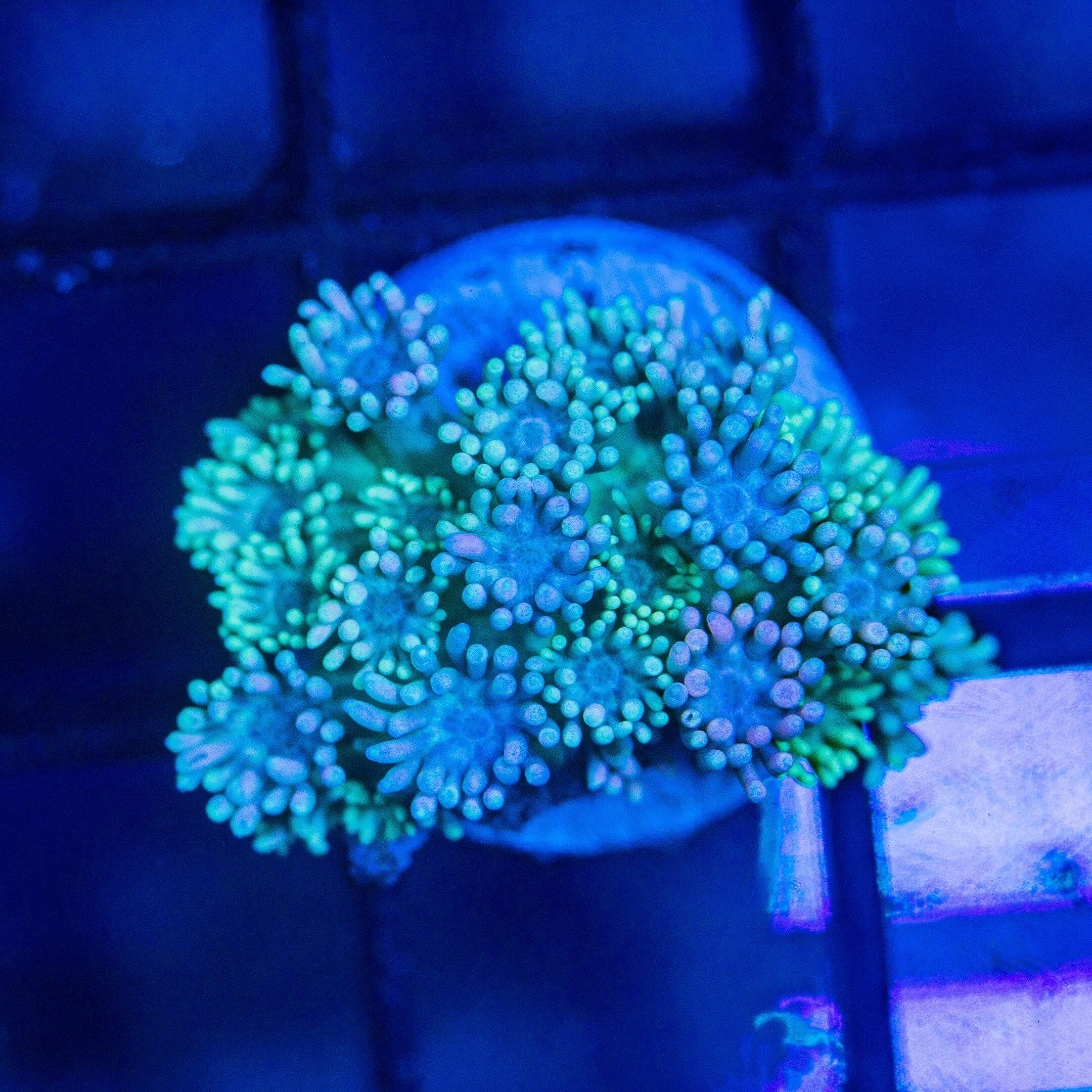 Micro Goniopora - WYSIWYG Frag Reef Lounge Norco 