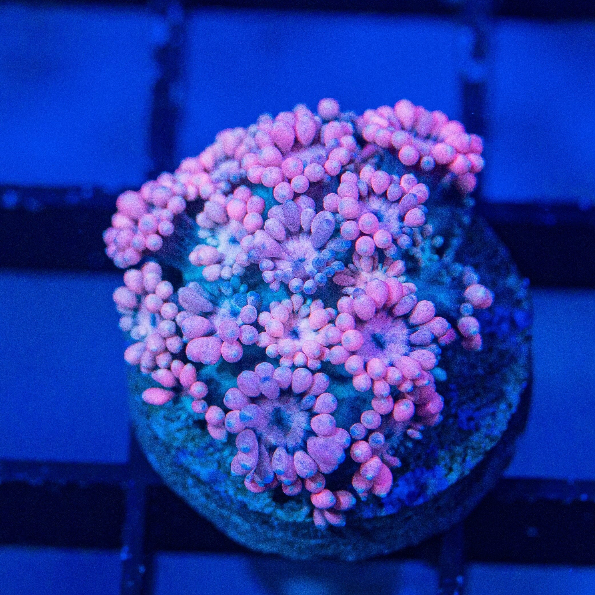 Micro Goniopora - WYSIWYG Frag Reef Lounge Norco 