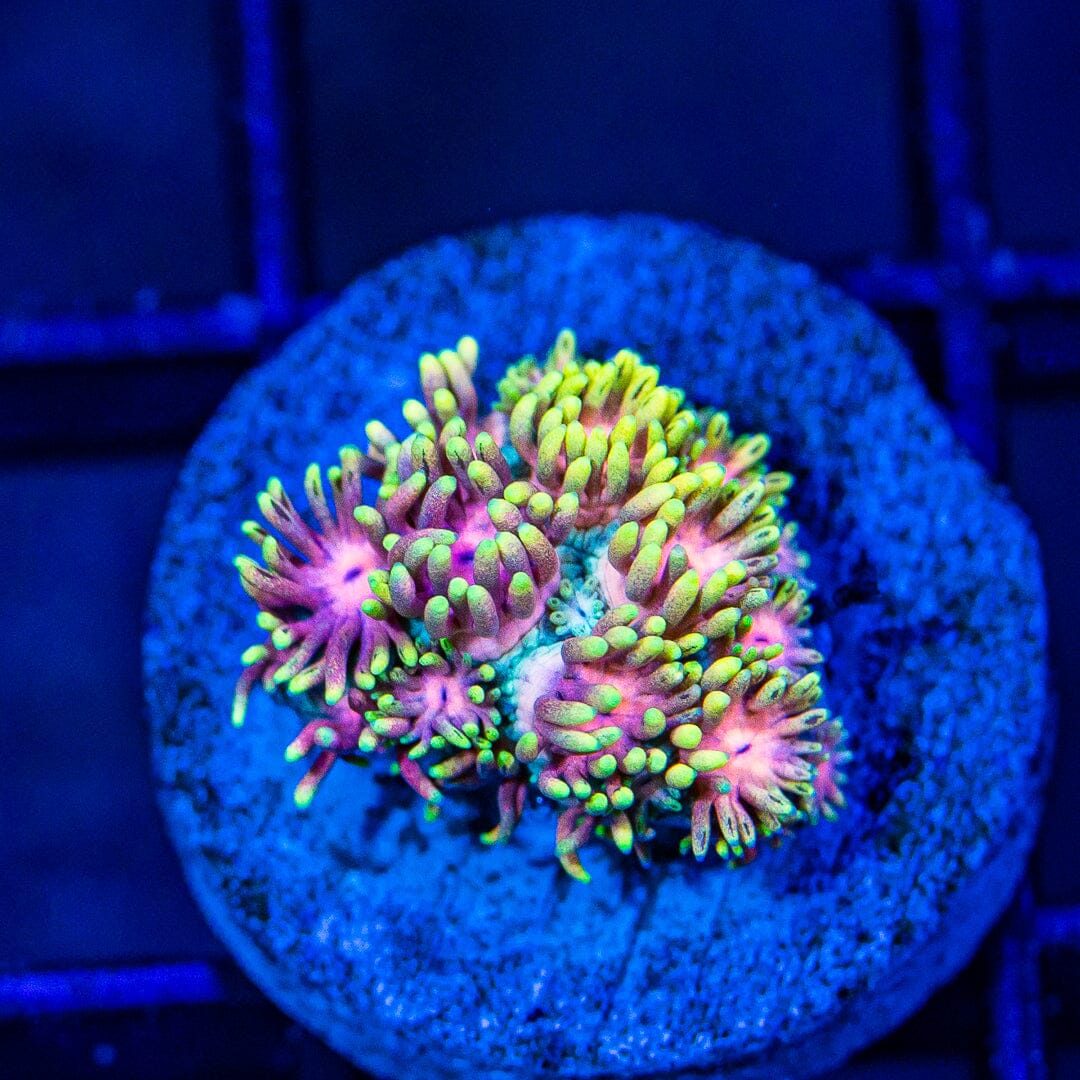 Micro Goniopora - WYSIWYG Frag Reef Lounge Norco 