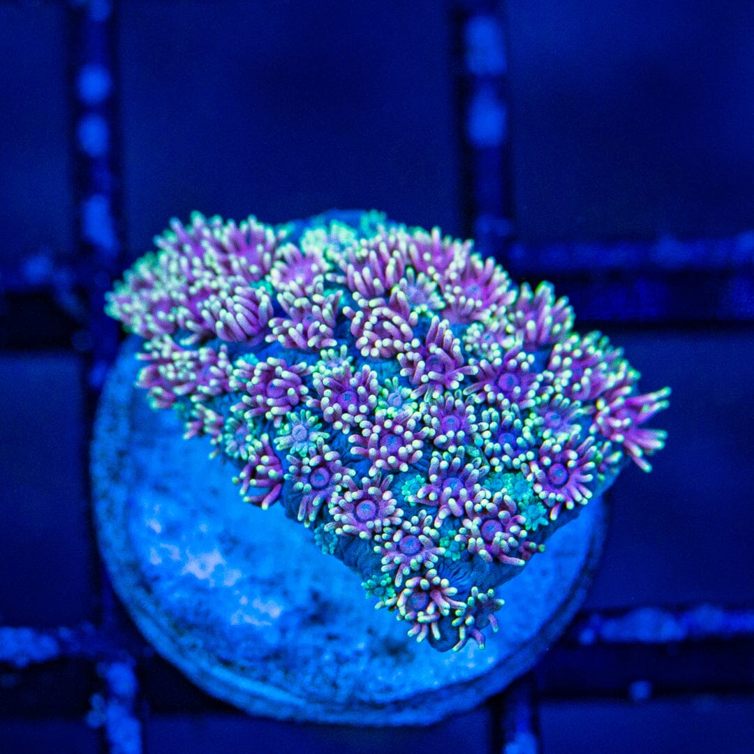 Micro Goniopora - WYSIWYG Frag Reef Lounge Norco 