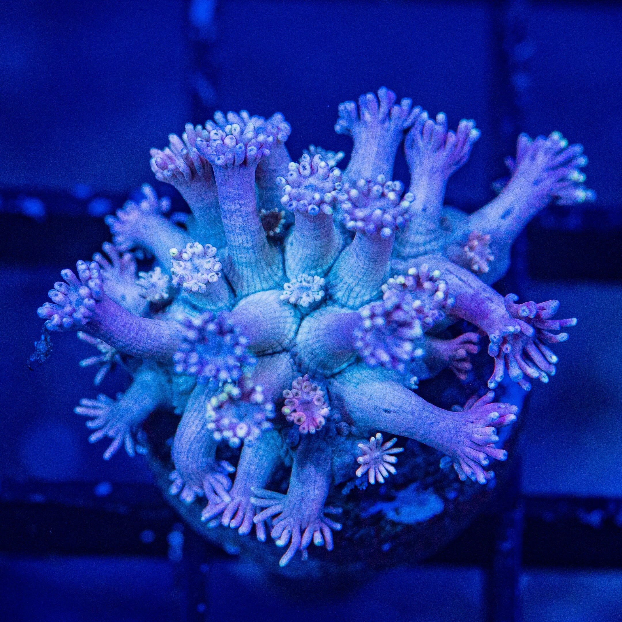 Micro Goniopora - WYSIWYG Frag Reef Lounge Norco 