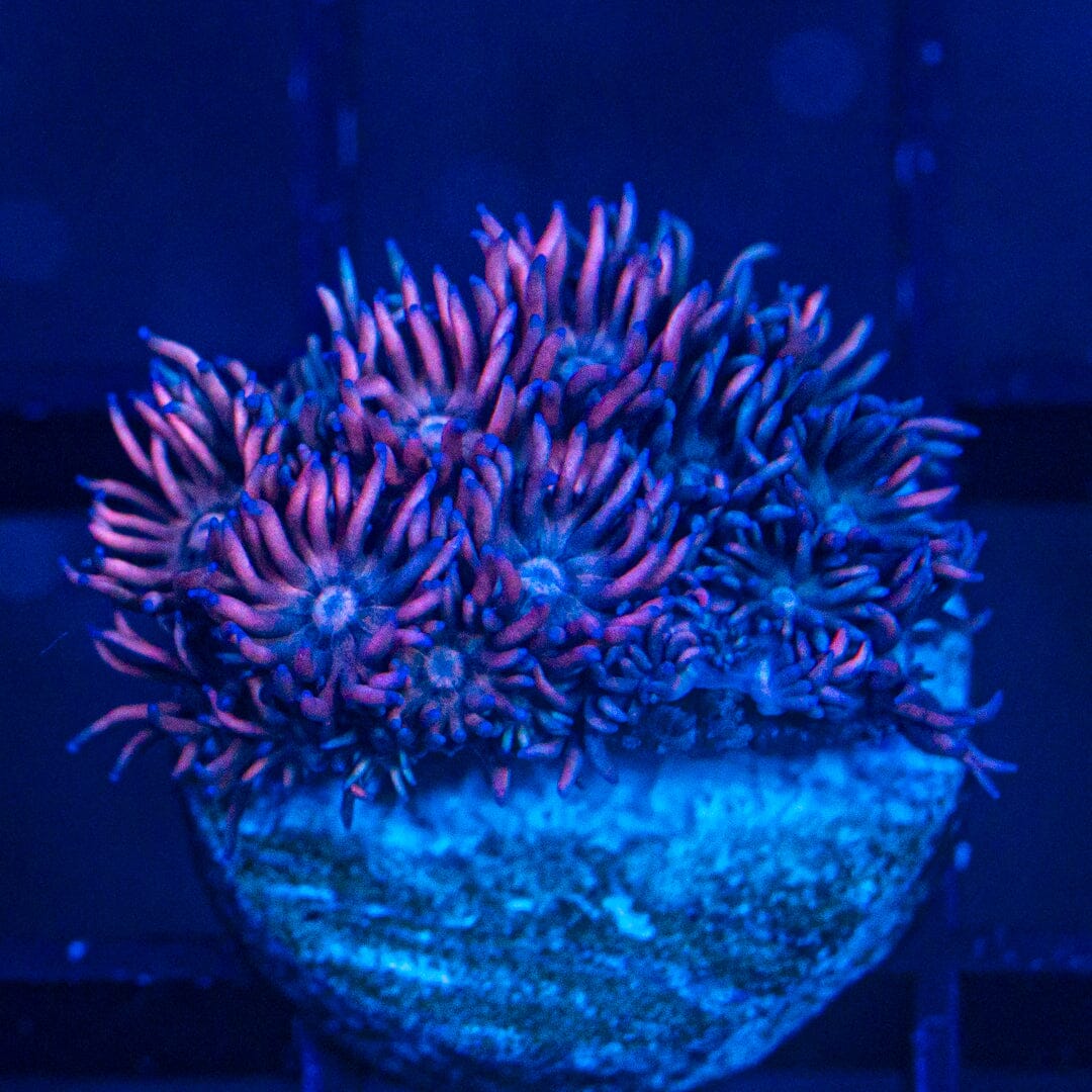 Micro Goniopora - WYSIWYG Frag Reef Lounge Norco 