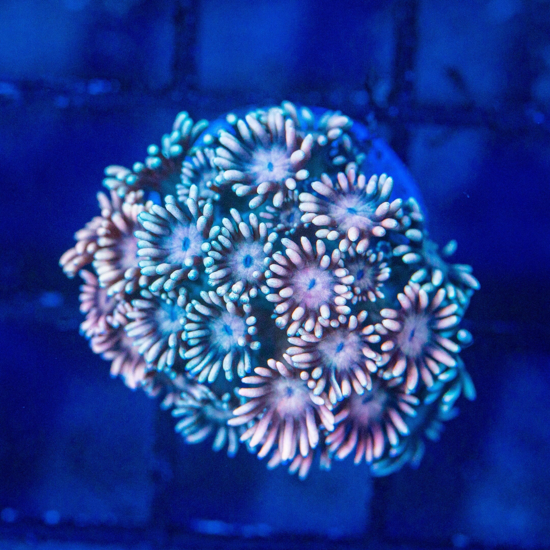 Micro Goniopora - WYSIWYG Frag Reef Lounge Norco 