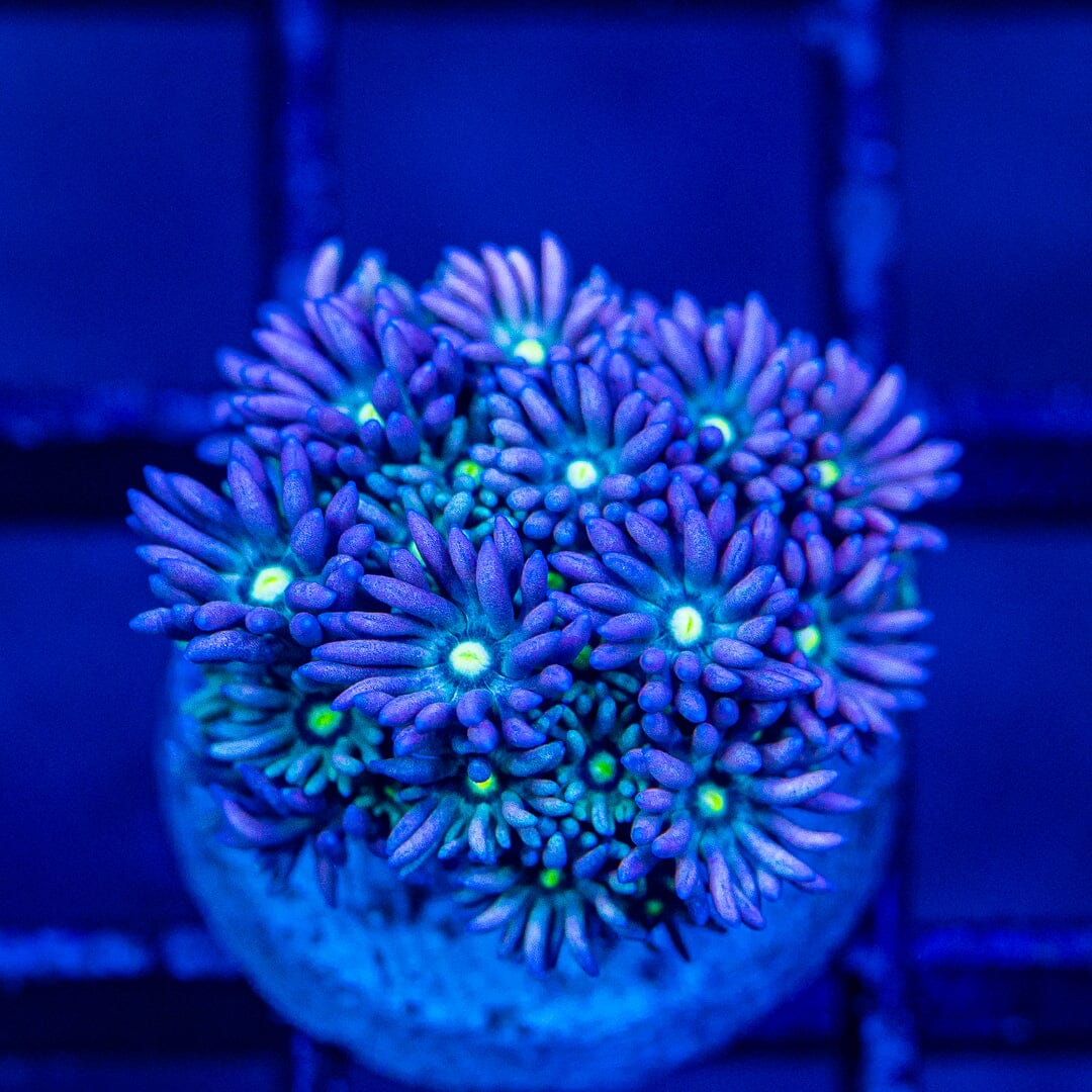 Micro Goniopora - WYSIWYG Frag Reef Lounge Norco 