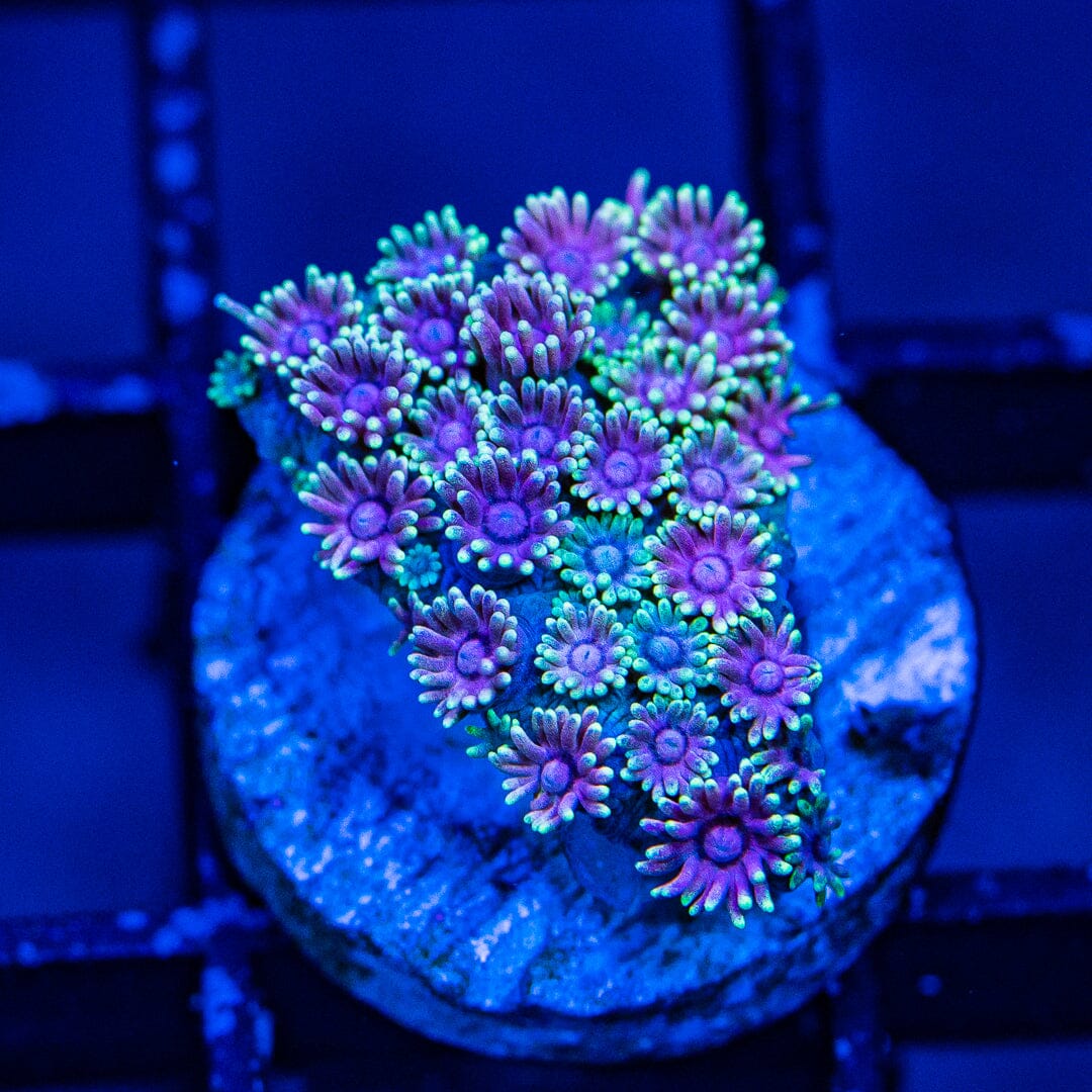 Micro Goniopora - WYSIWYG Frag Reef Lounge Norco 