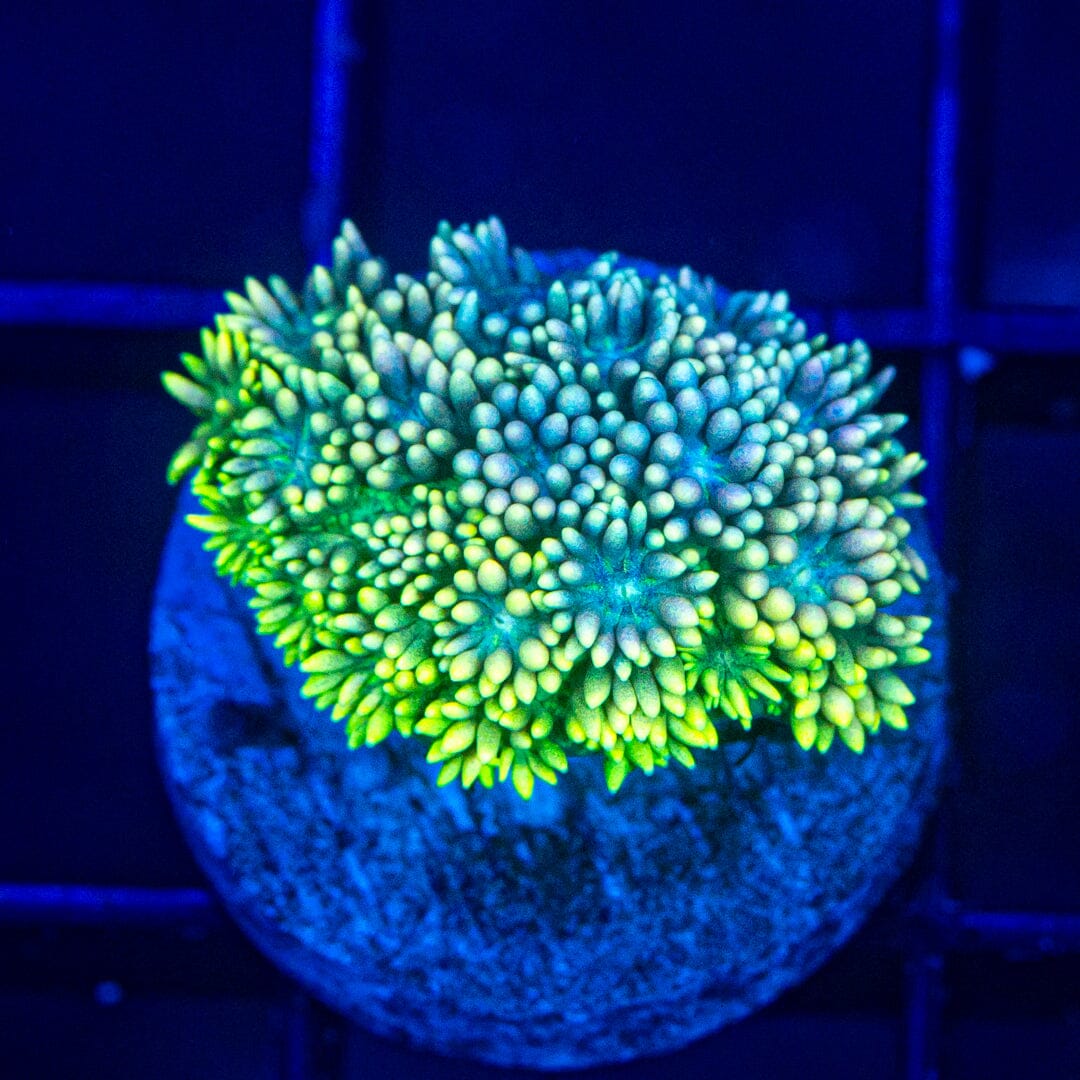 Micro Goniopora - WYSIWYG Frag Reef Lounge Norco 