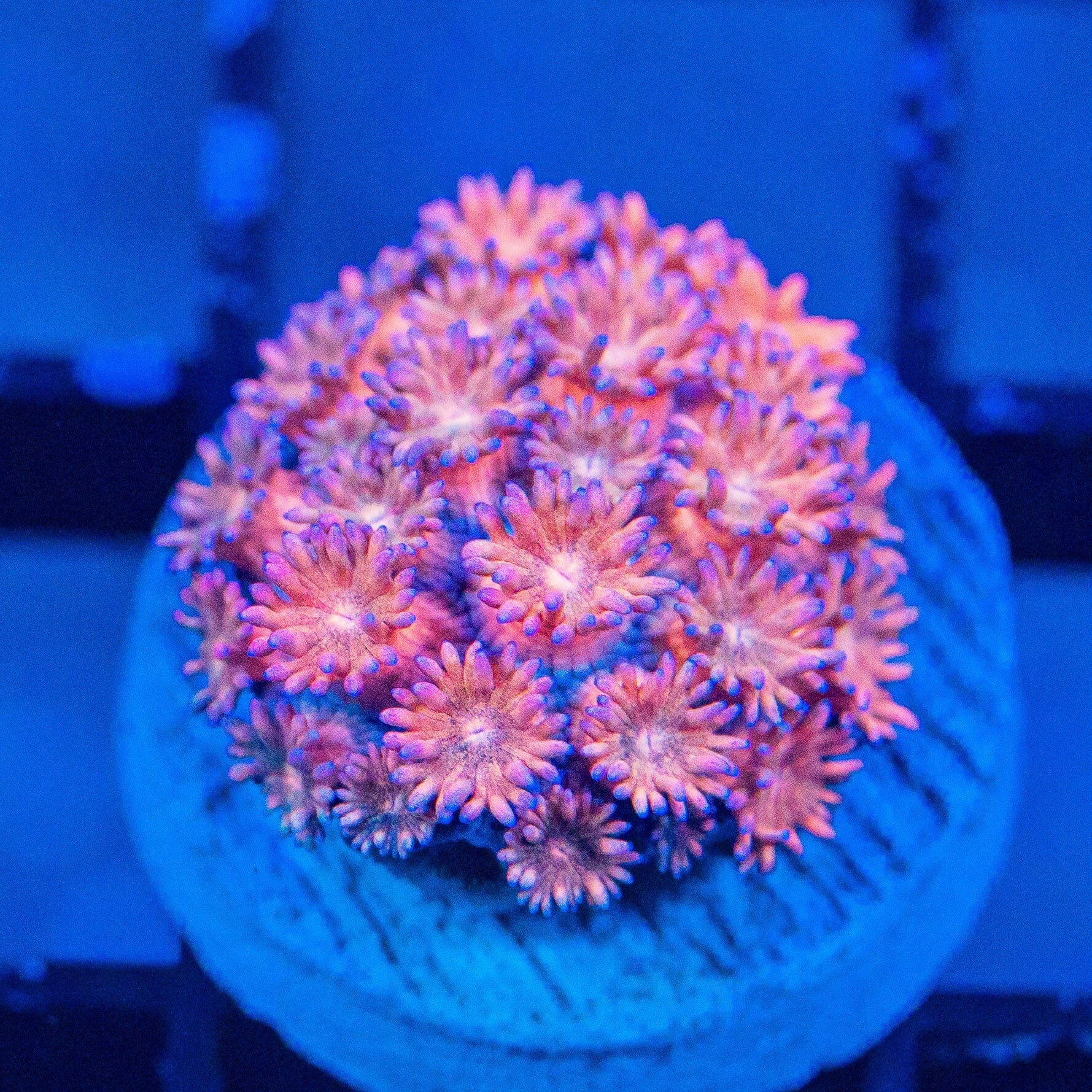 Micro Goniopora - WYSIWYG Frag Reef Lounge Norco 