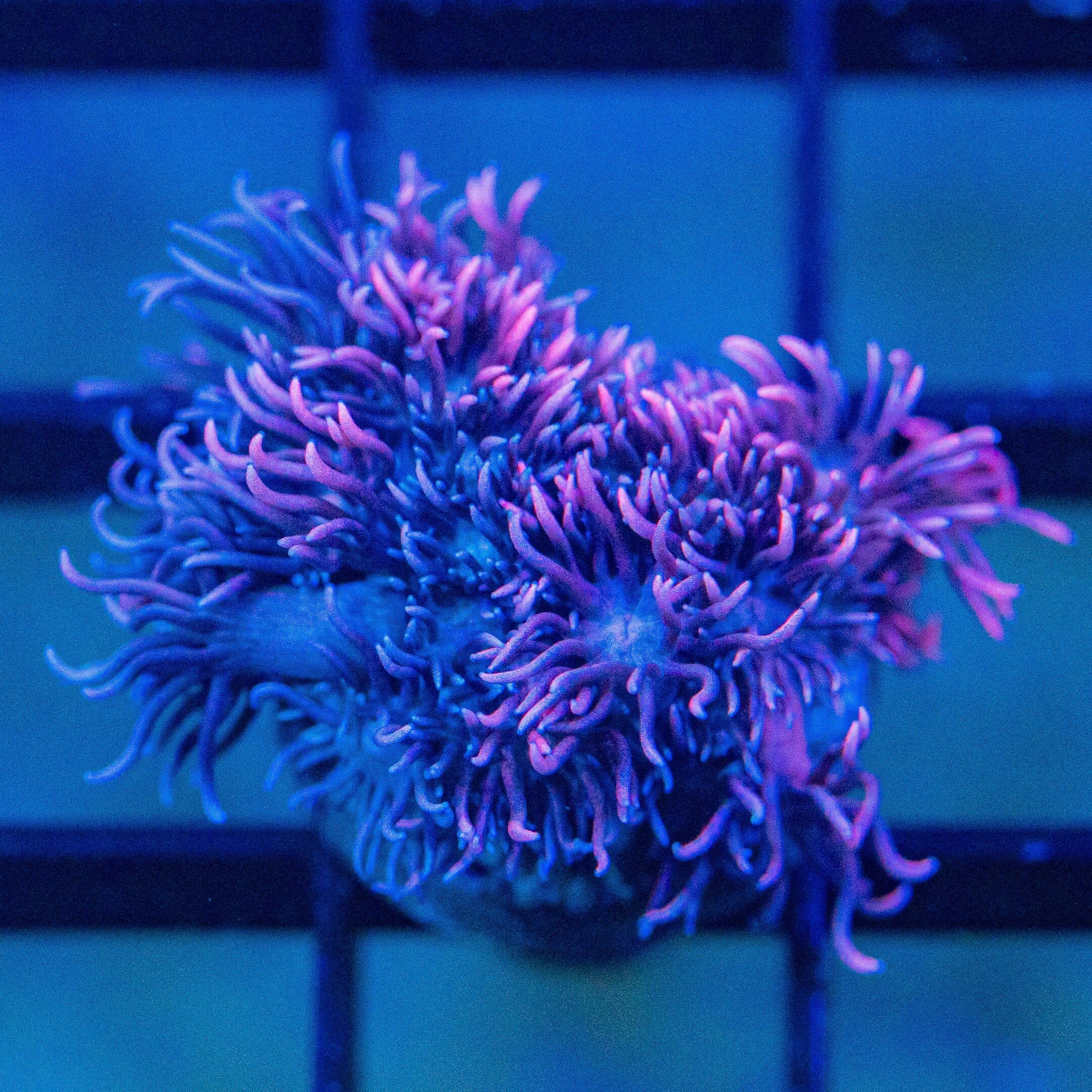 Micro Goniopora - WYSIWYG Frag Reef Lounge Norco 