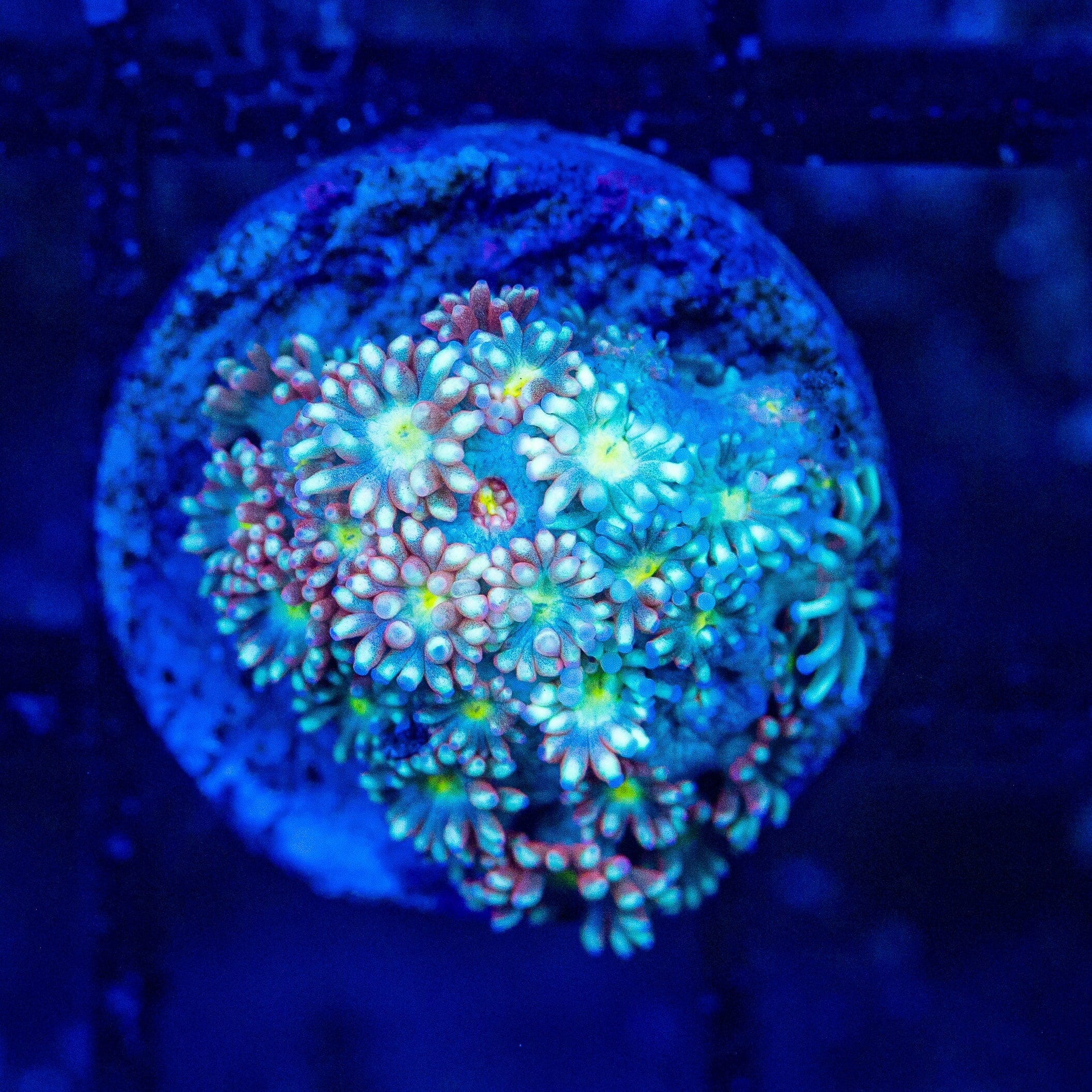 Micro Goniopora - WYSIWYG Frag Reef Lounge Norco 