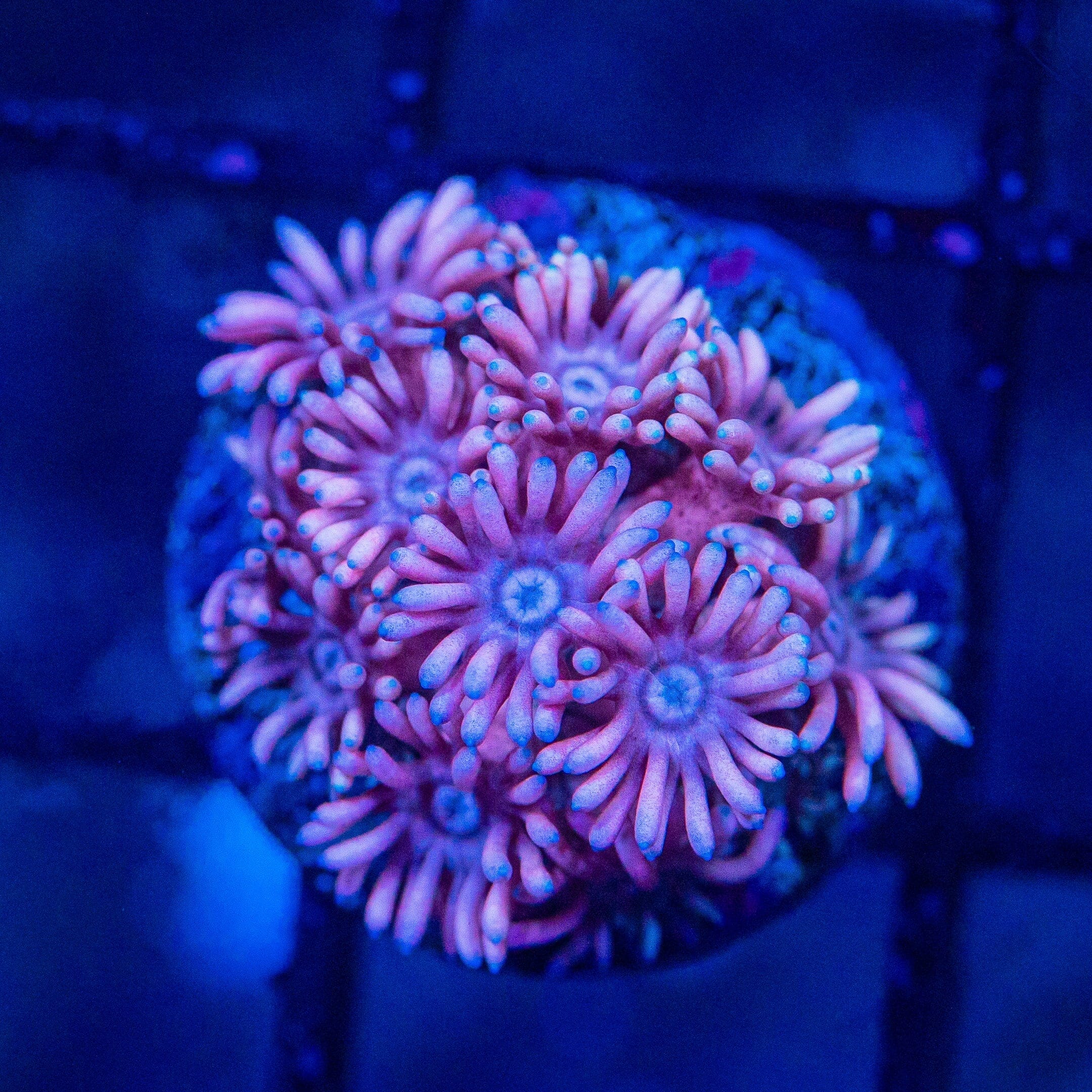 Micro Goniopora - WYSIWYG Frag Reef Lounge Norco 