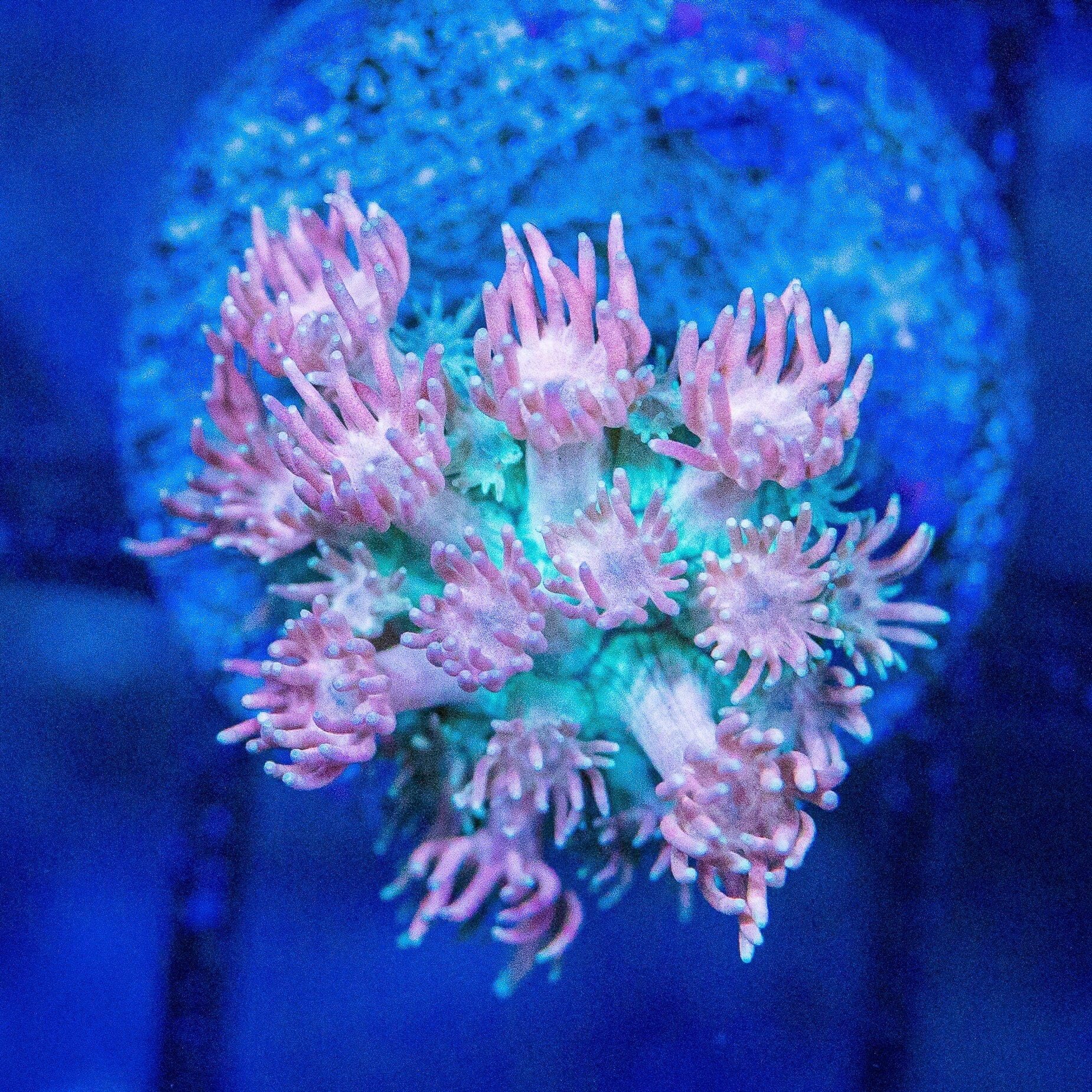 Micro Goniopora - WYSIWYG Frag Reef Lounge Norco 