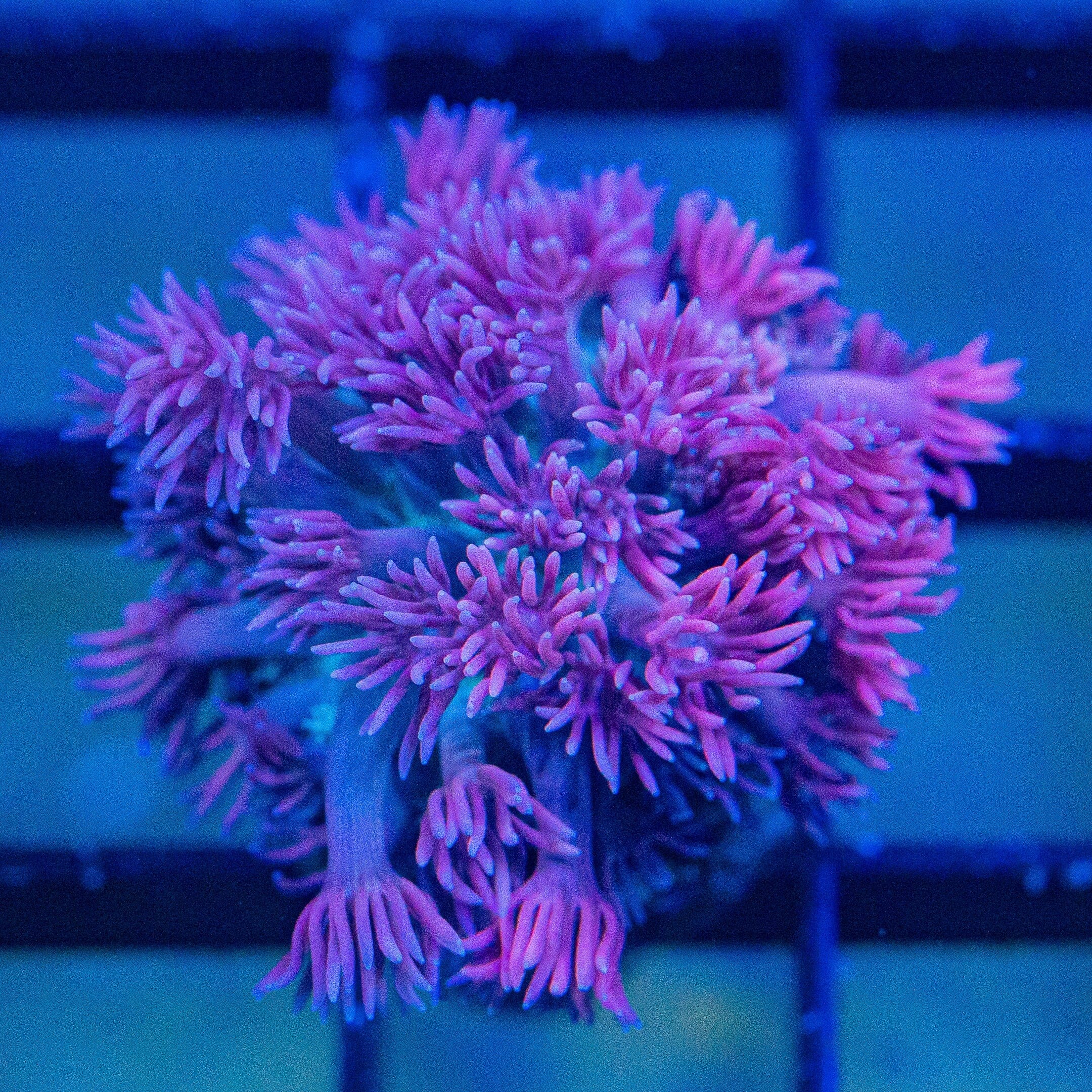 Micro Goniopora - WYSIWYG Frag Reef Lounge Norco 