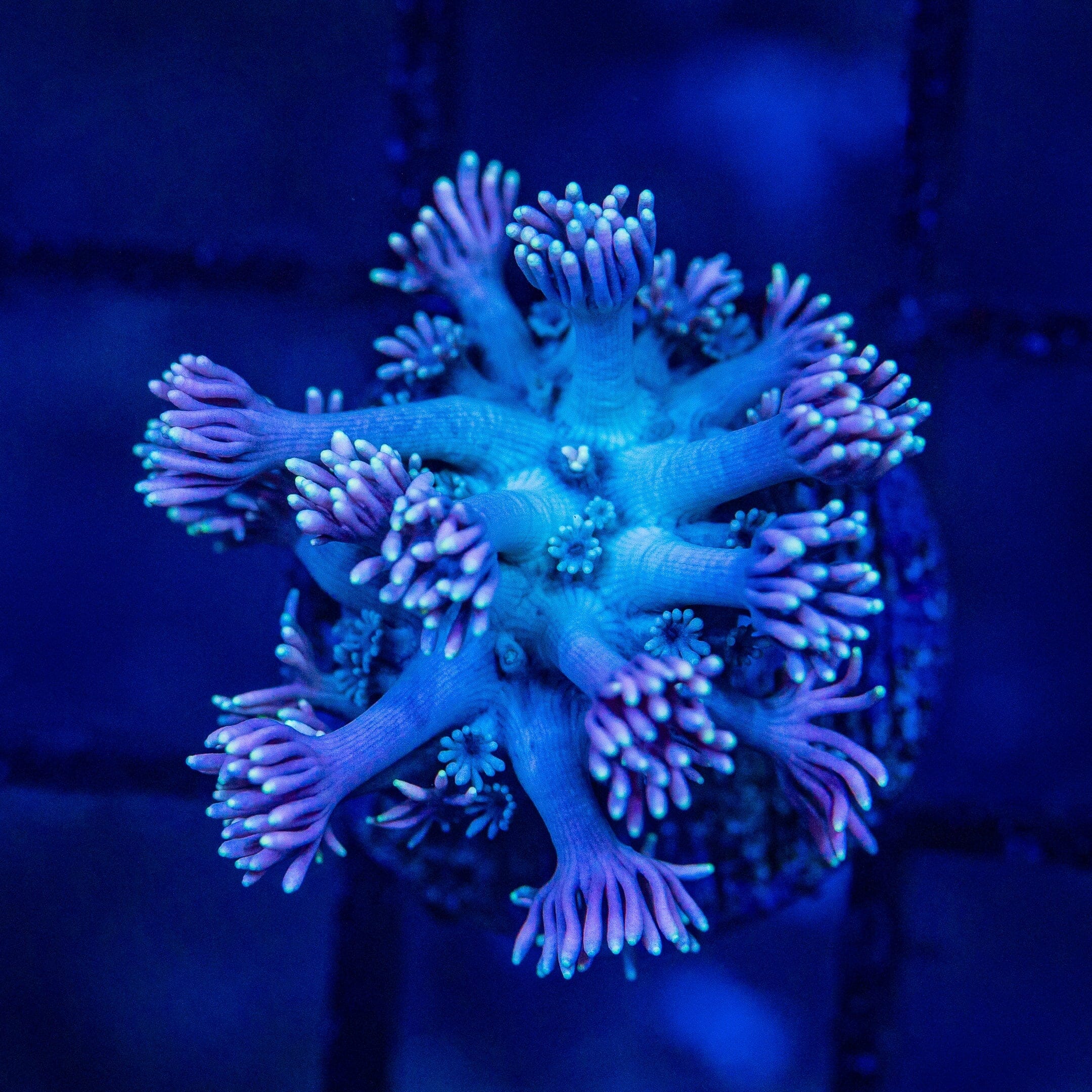 Micro Goniopora - WYSIWYG Frag Reef Lounge Norco 