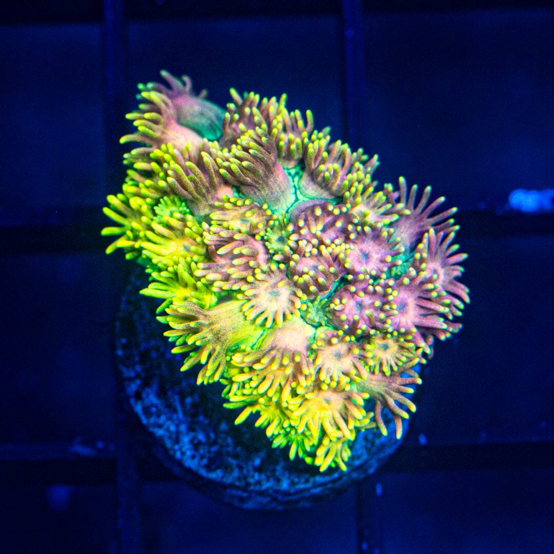 Micro Goniopora - WYSIWYG Frag Reef Lounge Norco 