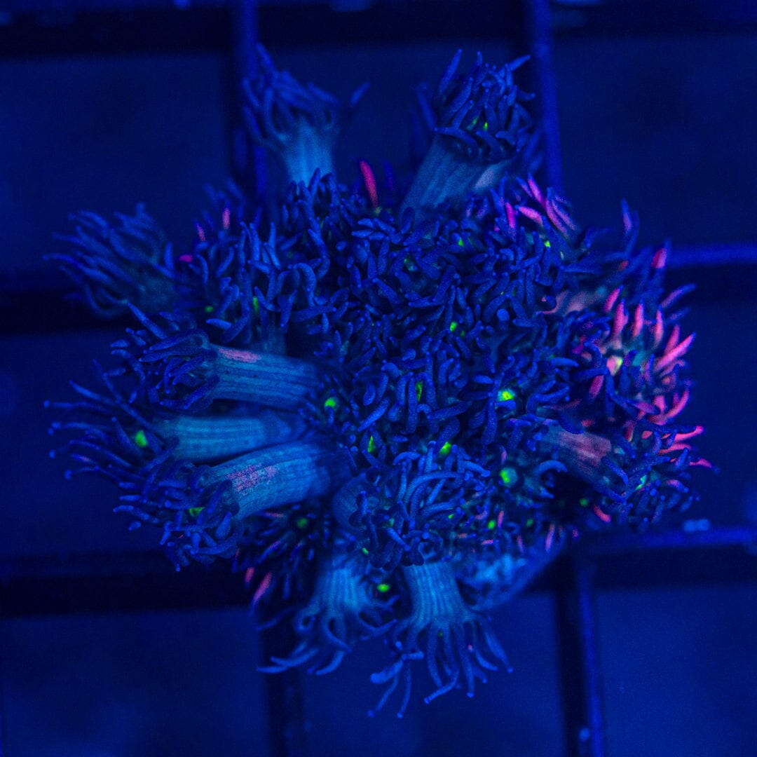 Micro Goniopora - WYSIWYG Frag Reef Lounge Norco 