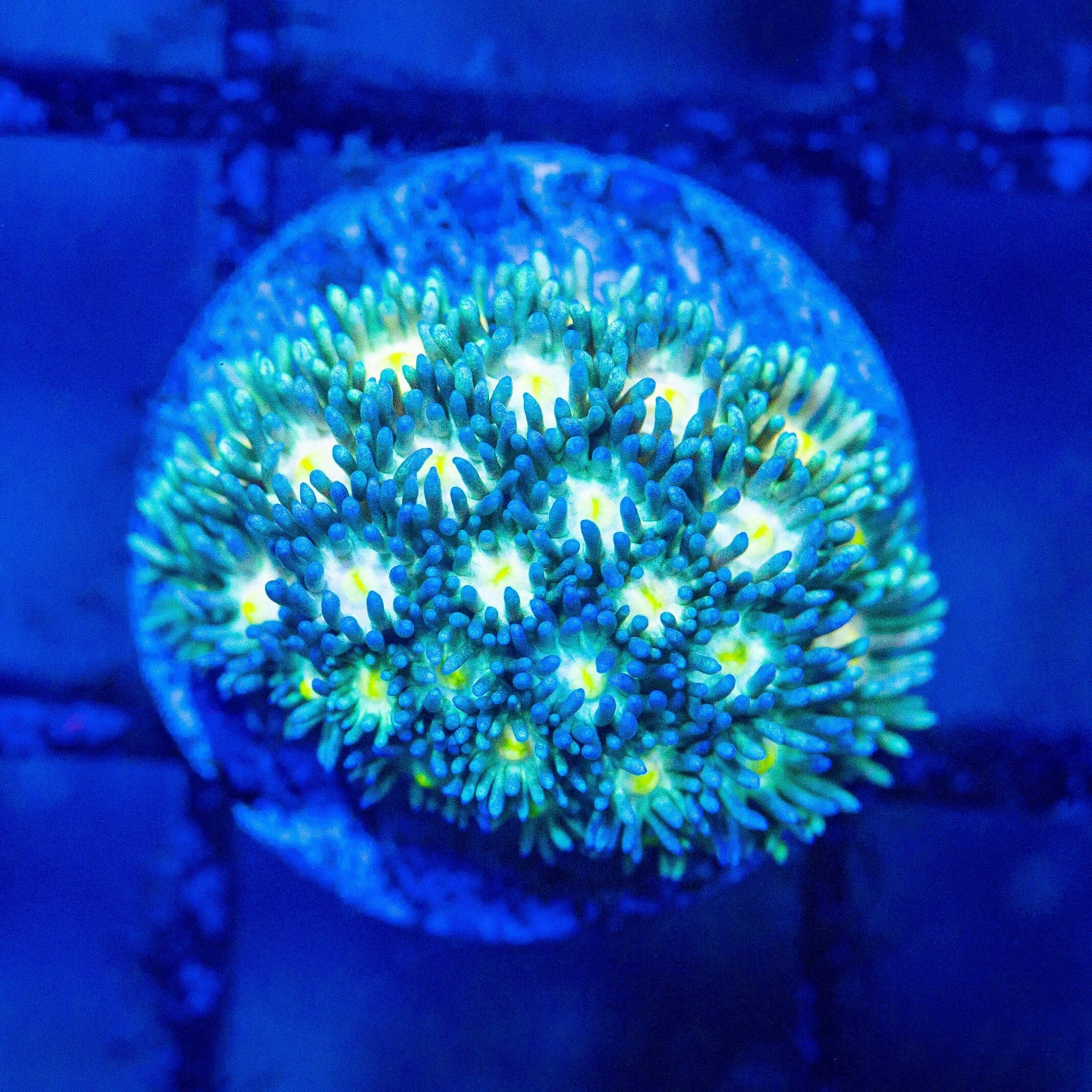 Micro Goniopora - WYSIWYG Frag Reef Lounge Norco 