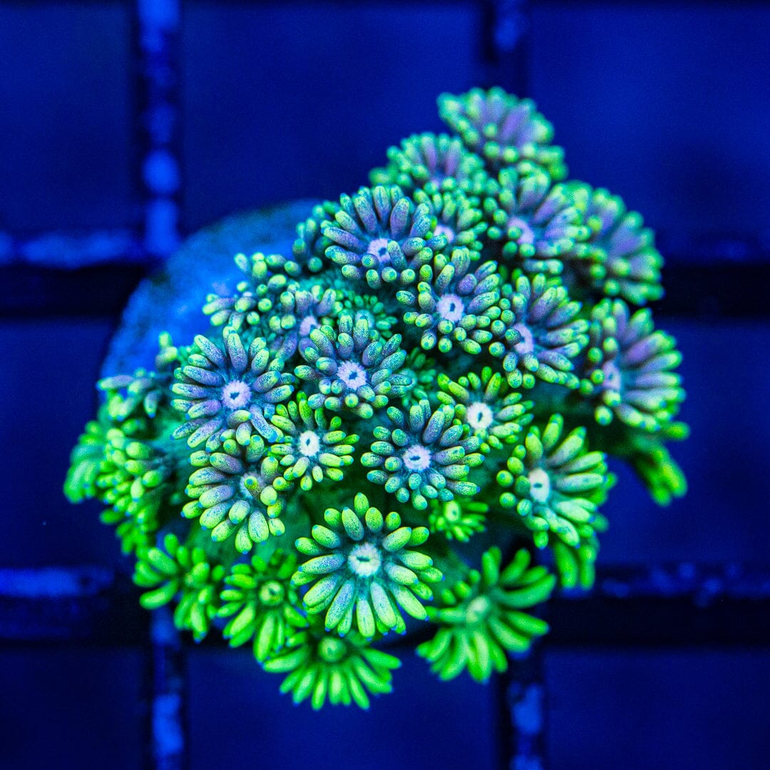 Micro Goniopora - WYSIWYG Frag Reef Lounge Norco 