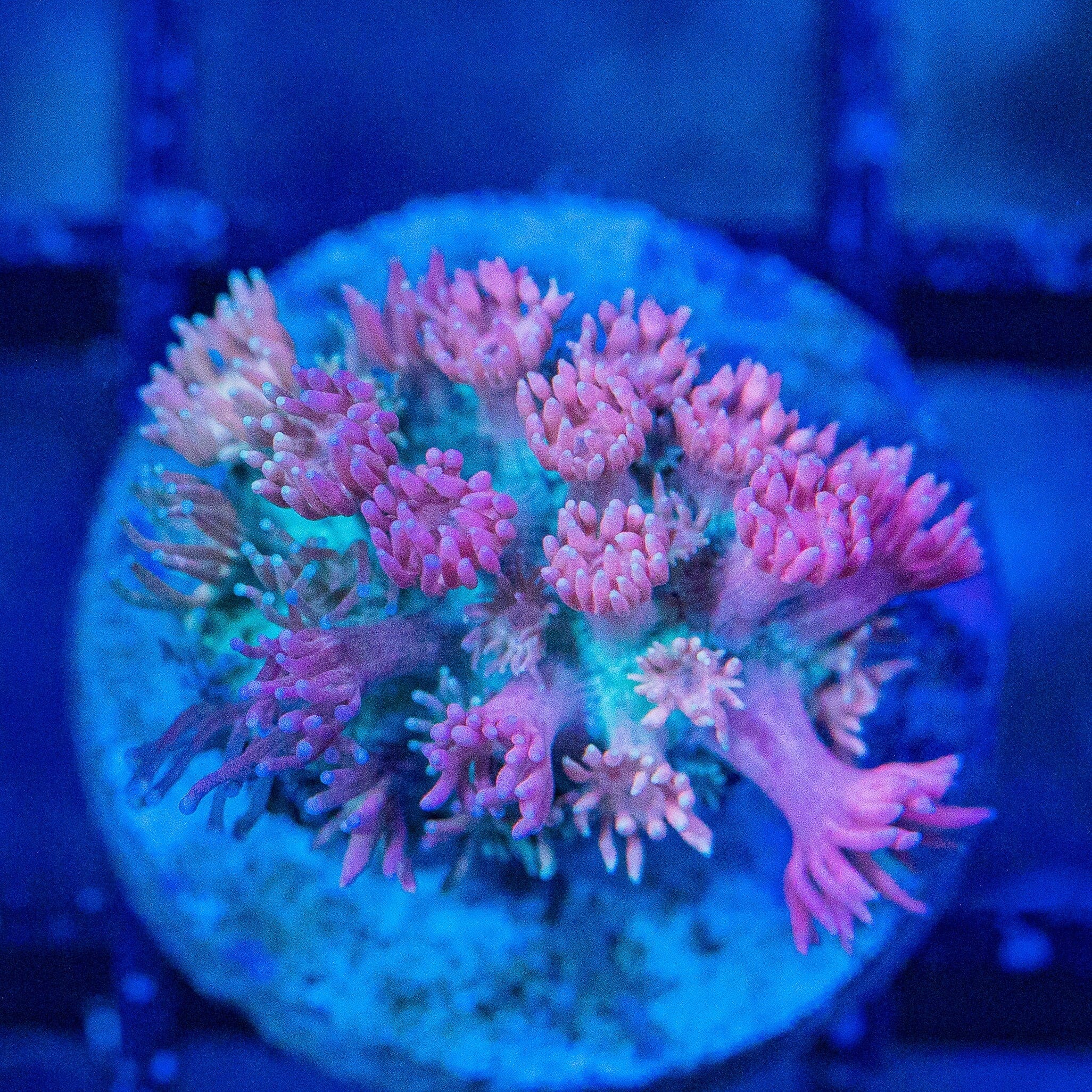 Micro Goniopora - WYSIWYG Frag Reef Lounge Norco 