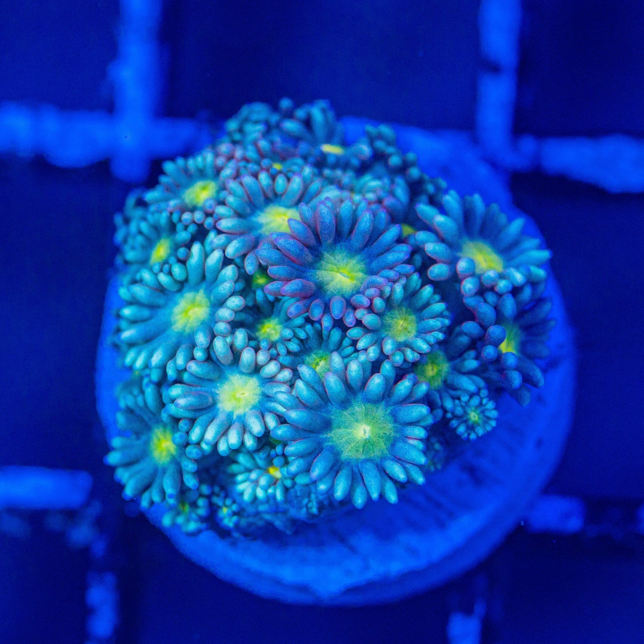 Micro Goniopora - WYSIWYG Frag Reef Lounge Norco 