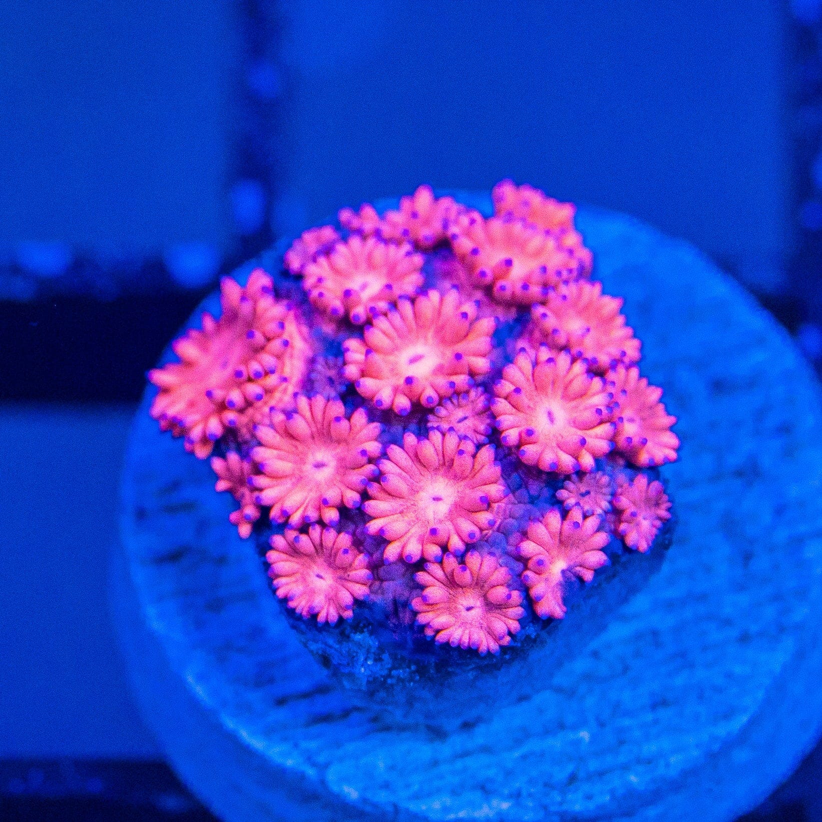 Micro Goniopora - WYSIWYG Frag Reef Lounge Norco 